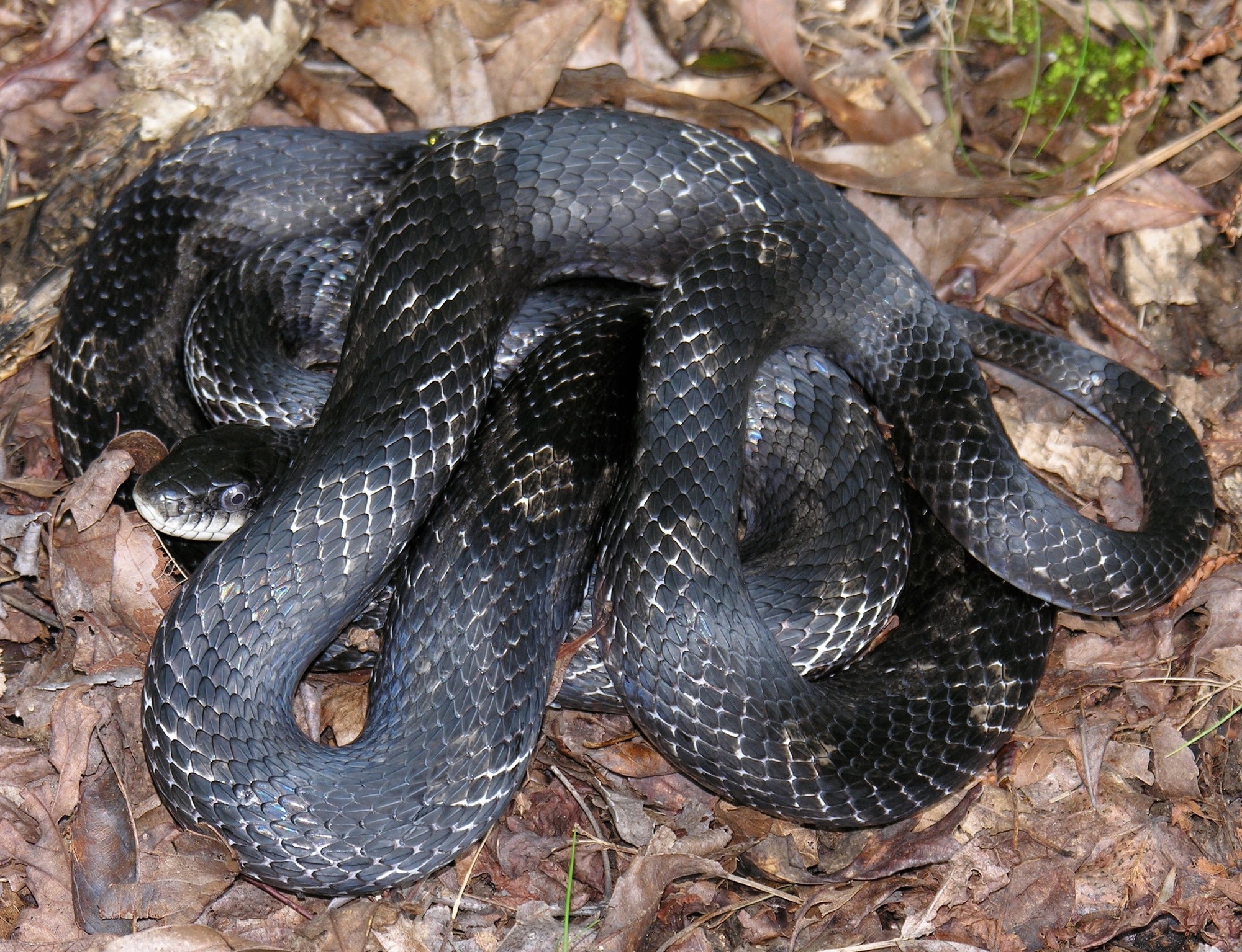 A central ratsnake, glossy black with faint pale flecks, coiled on dry leaves on the forest floor.