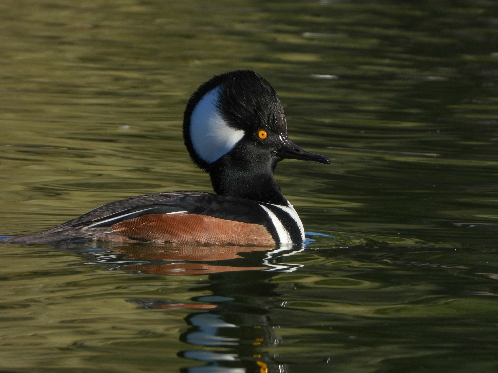 A male hooded merganser swimming on dark green water, his white fan-shaped crest raised and his chestnut sides glowing.