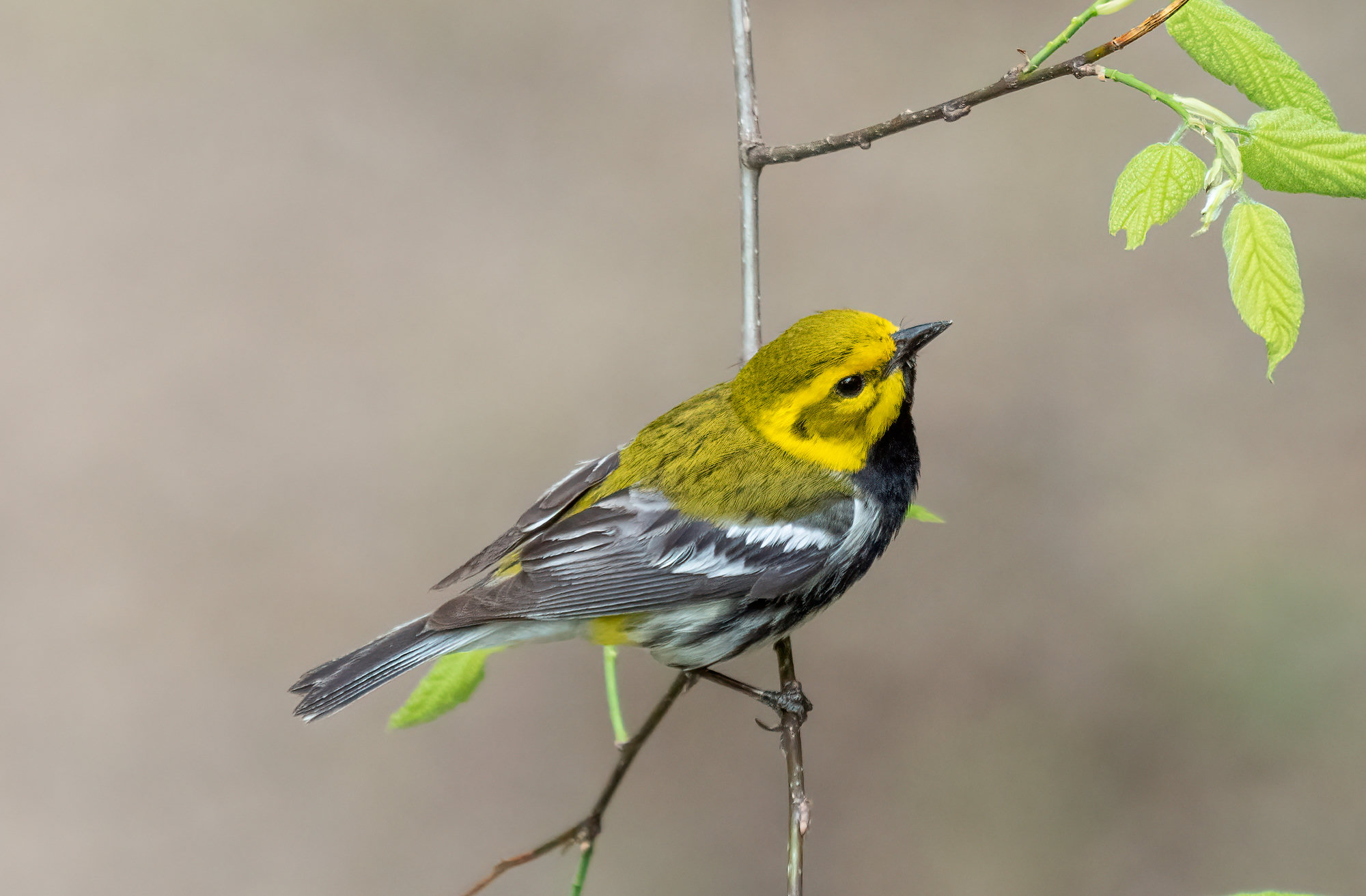 A male black-throated green warbler perched on a twig, with a bright yellow face, an olive-green crown and back, a black throat and bib and white wing bars.
