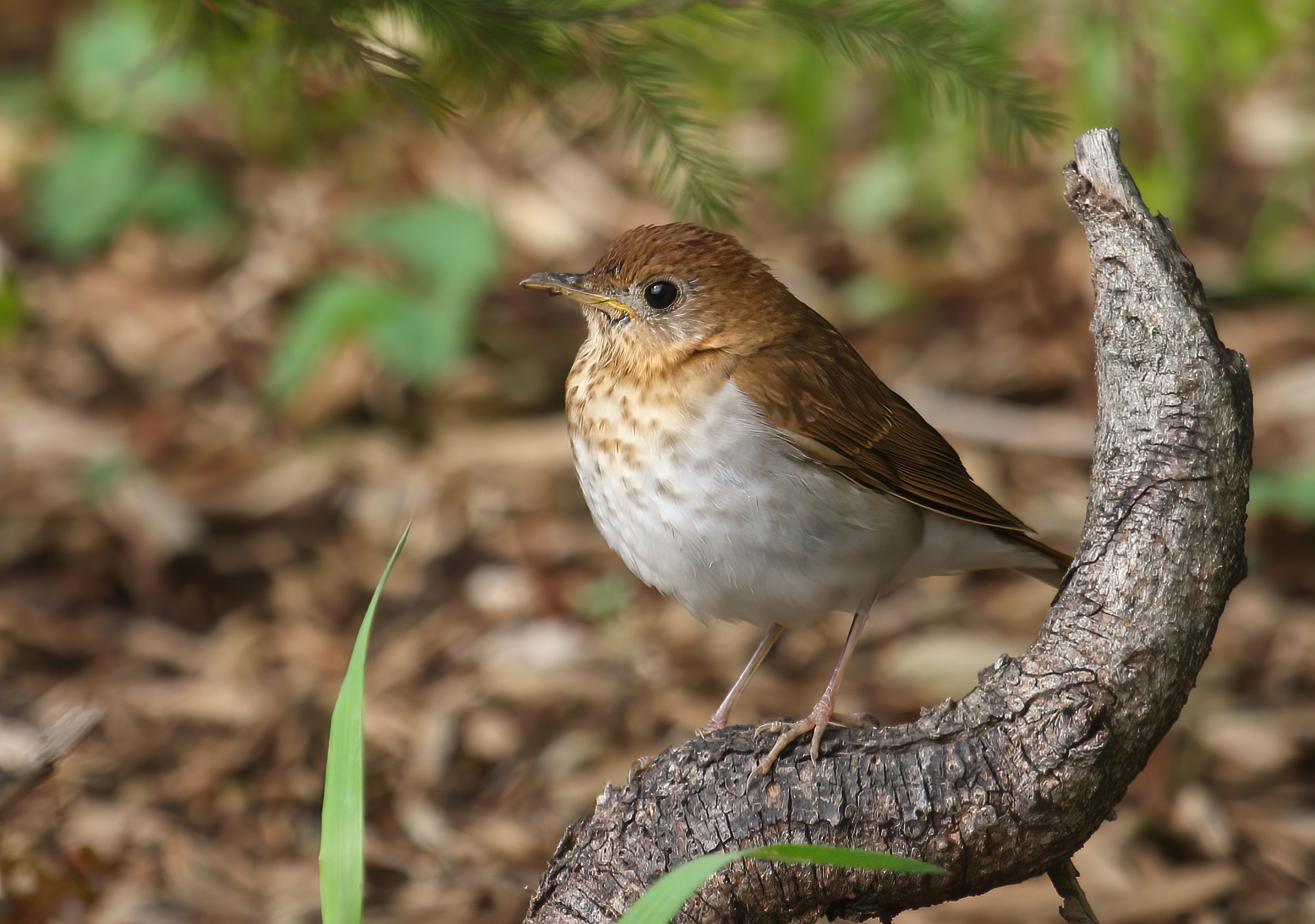 A veery perched on a twisted branch, warm tawny-brown above with a pale breast lightly spotted with buff and brown.