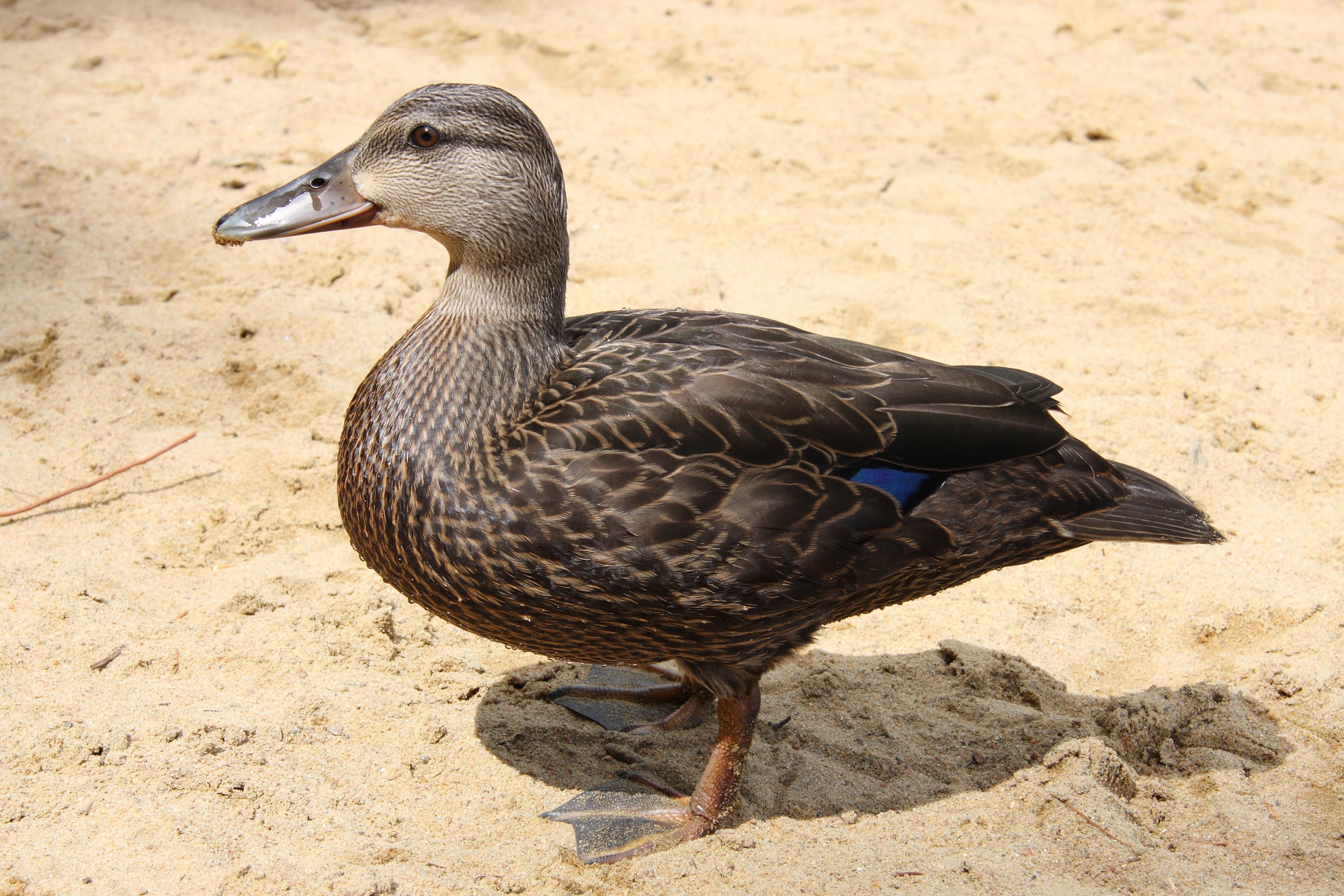An American black duck standing on pale sand, its dark body, olive-yellow bill and violet-blue wing patch showing.