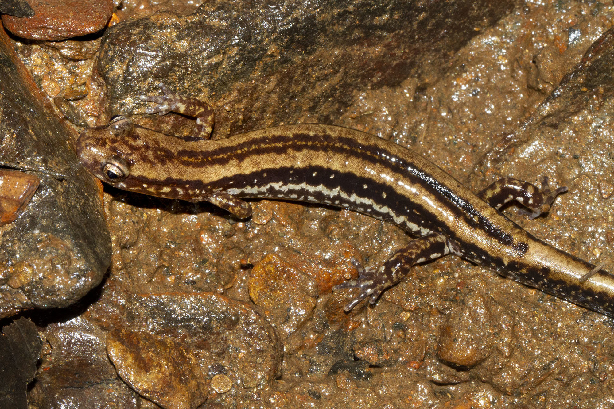 A three-lined salamander on wet rock, yellowish-brown with dark stripes along its back and sides.