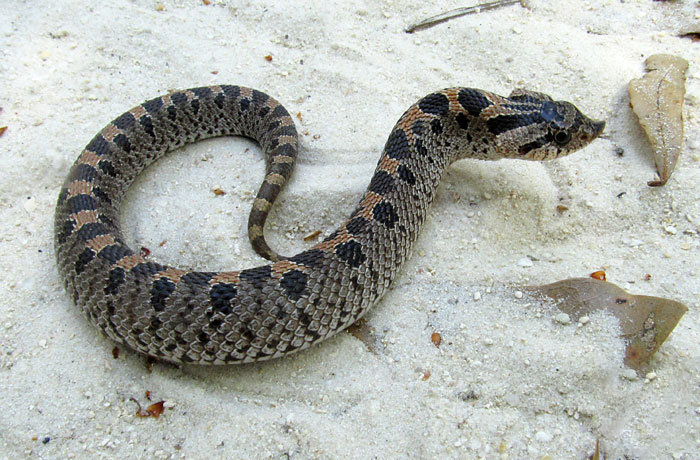 A southern hognose snake on white sand, grey-brown with dark blotches and a sharply upturned snout.