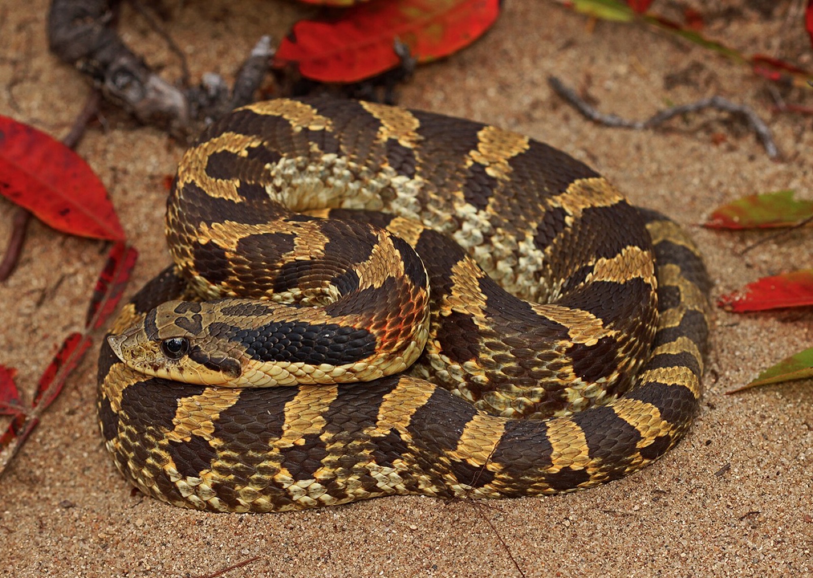 An eastern hognose snake coiled on sand among fallen red leaves, its upturned snout and blotched brown pattern clear.