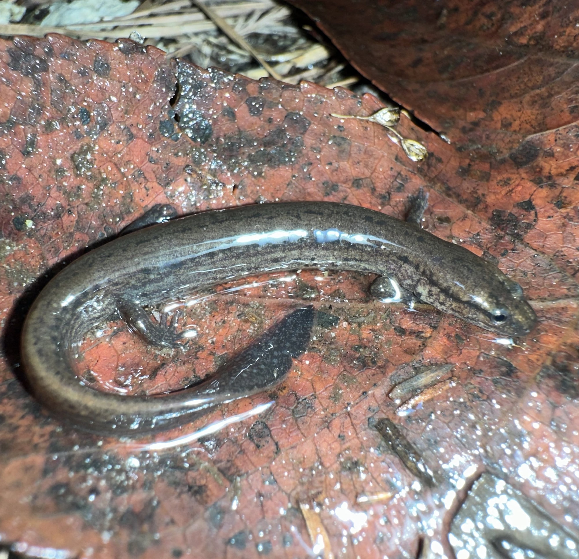 A many-lined salamander curled on a reddish leaf, brown with fine dark lines along its sides.