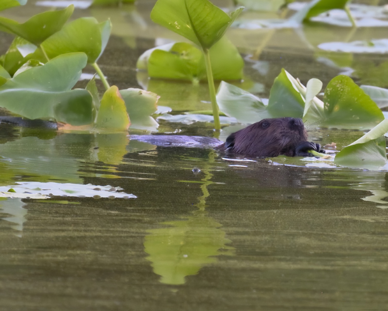 A beaver swimming among lily pads with a stem of pond weed in its forepaws.