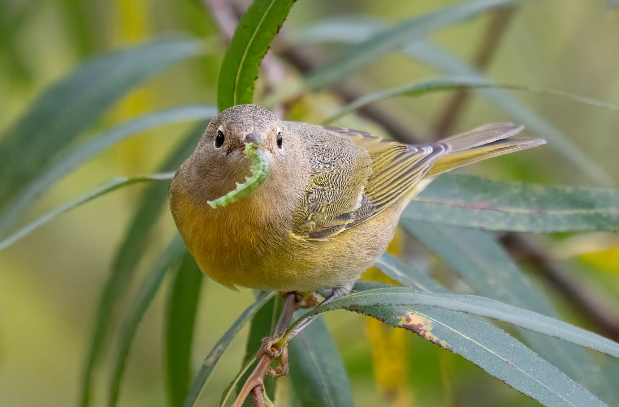 A young Nashville warbler perched among willow leaves with a green caterpillar in its bill, olive-green above and yellow below with a greyish head and a white eye-ring.