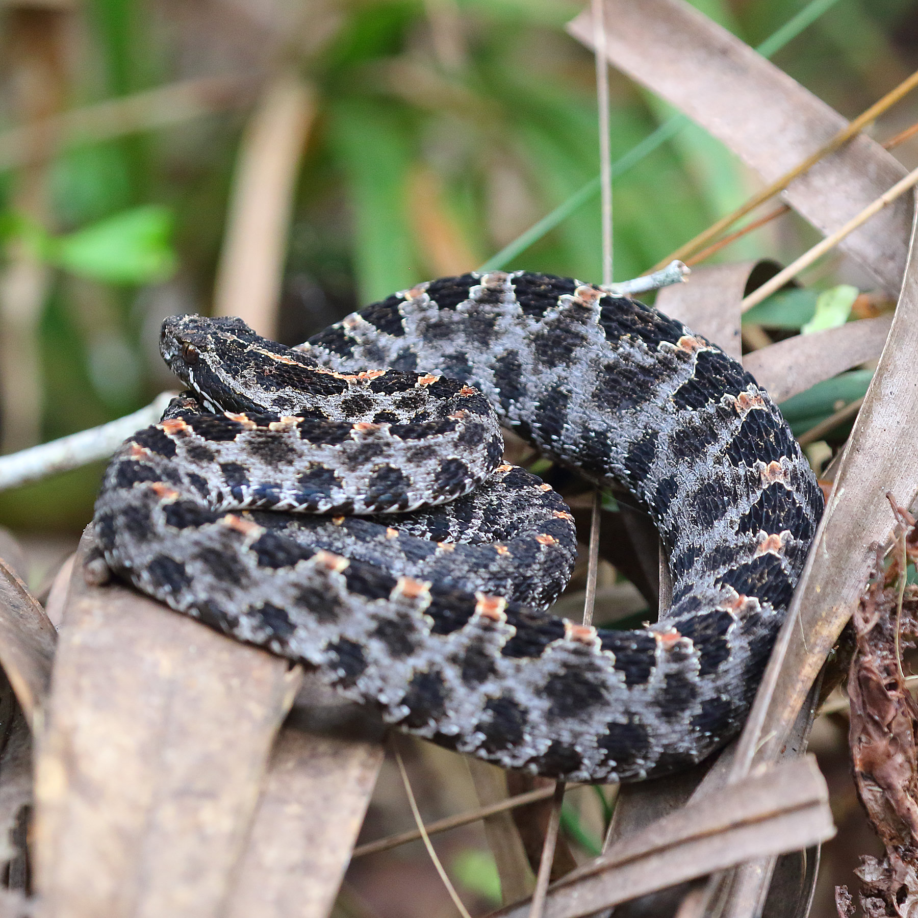 A dusky pygmy rattlesnake coiled among dry leaves, grey with rows of black blotches and a rusty stripe down its back.