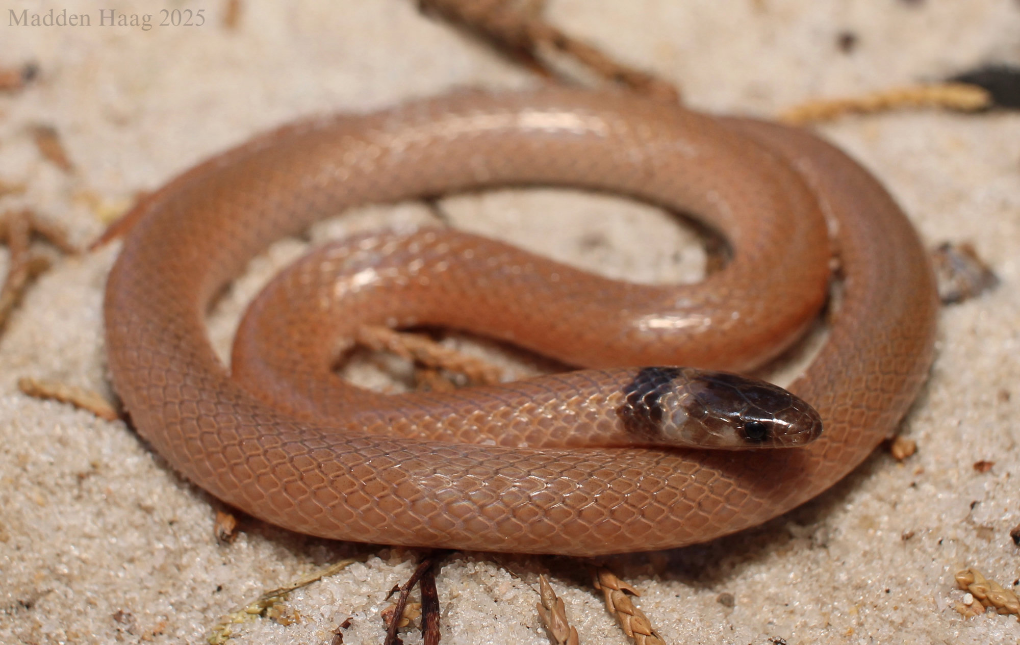 A southeastern crowned snake coiled on sand, small and pinkish-brown, with a black head and a pale band across its neck.