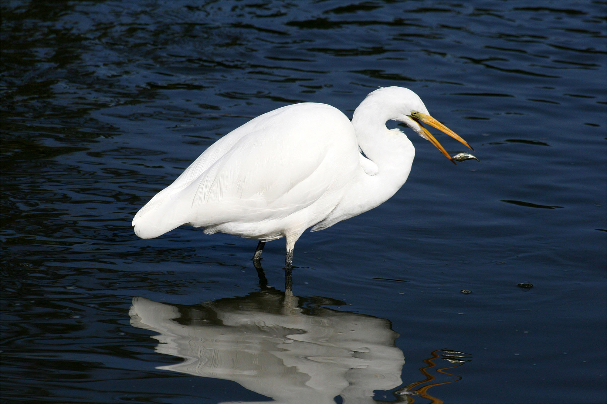 A great egret standing in dark water with a small fish in its yellow bill, pure white with long black legs.