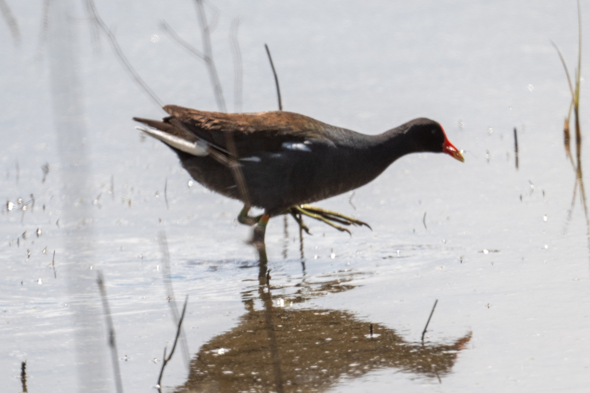 A common gallinule wading in shallow water, its red forehead shield, yellow-tipped bill and white side stripe showing.