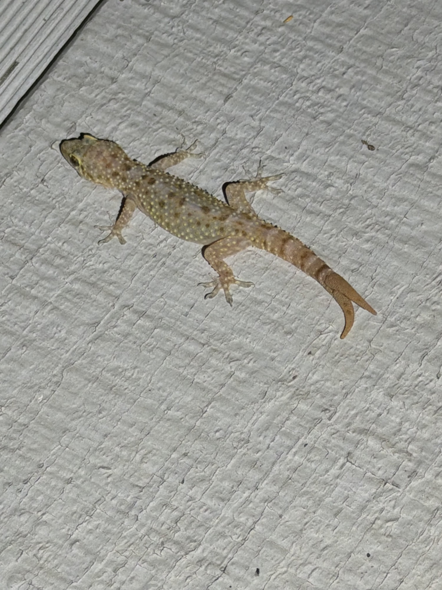 A Mediterranean house gecko clinging to a painted wall at night, pale and speckled, with a banded tail.