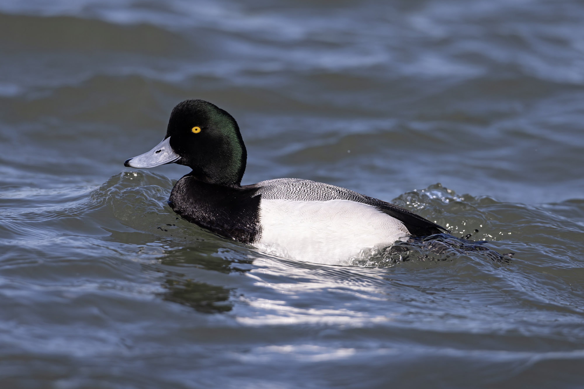 A male greater scaup swimming on choppy blue water, his rounded green-glossed head, yellow eye and pale grey back showing.