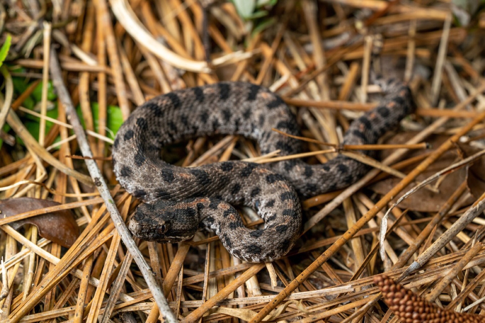 A pygmy rattlesnake coiled in pine straw, small and grey with dark blotches.