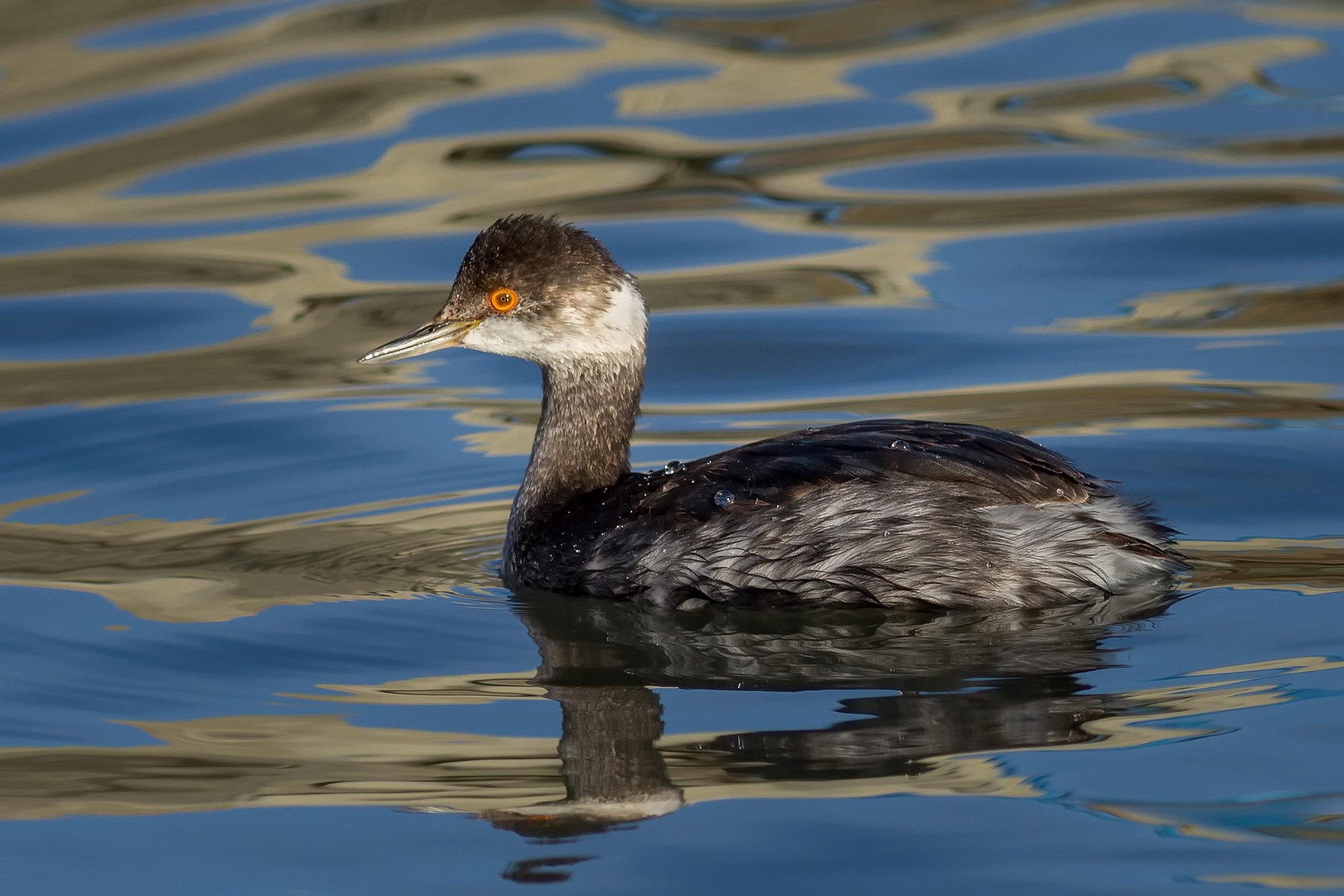 An eared grebe in dusky winter plumage swimming on rippled water, its thin bill and red eye catching the light.