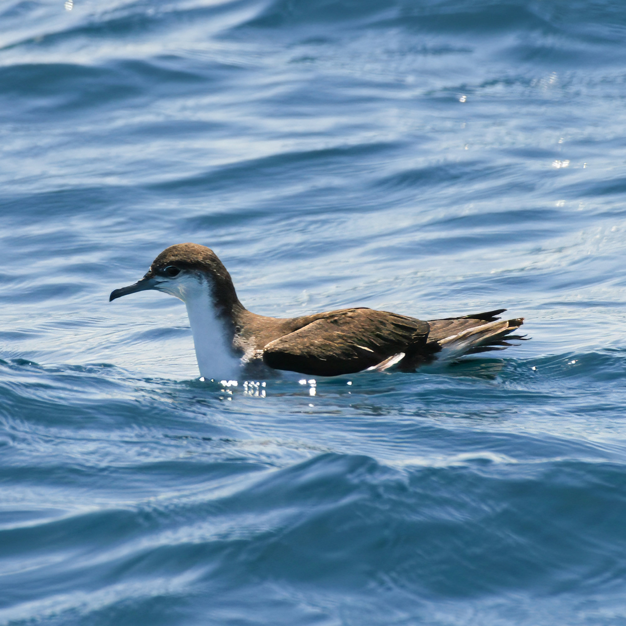 A Sargasso shearwater resting on blue water off the Georgia coast, its dark brown upperparts and white throat in profile.