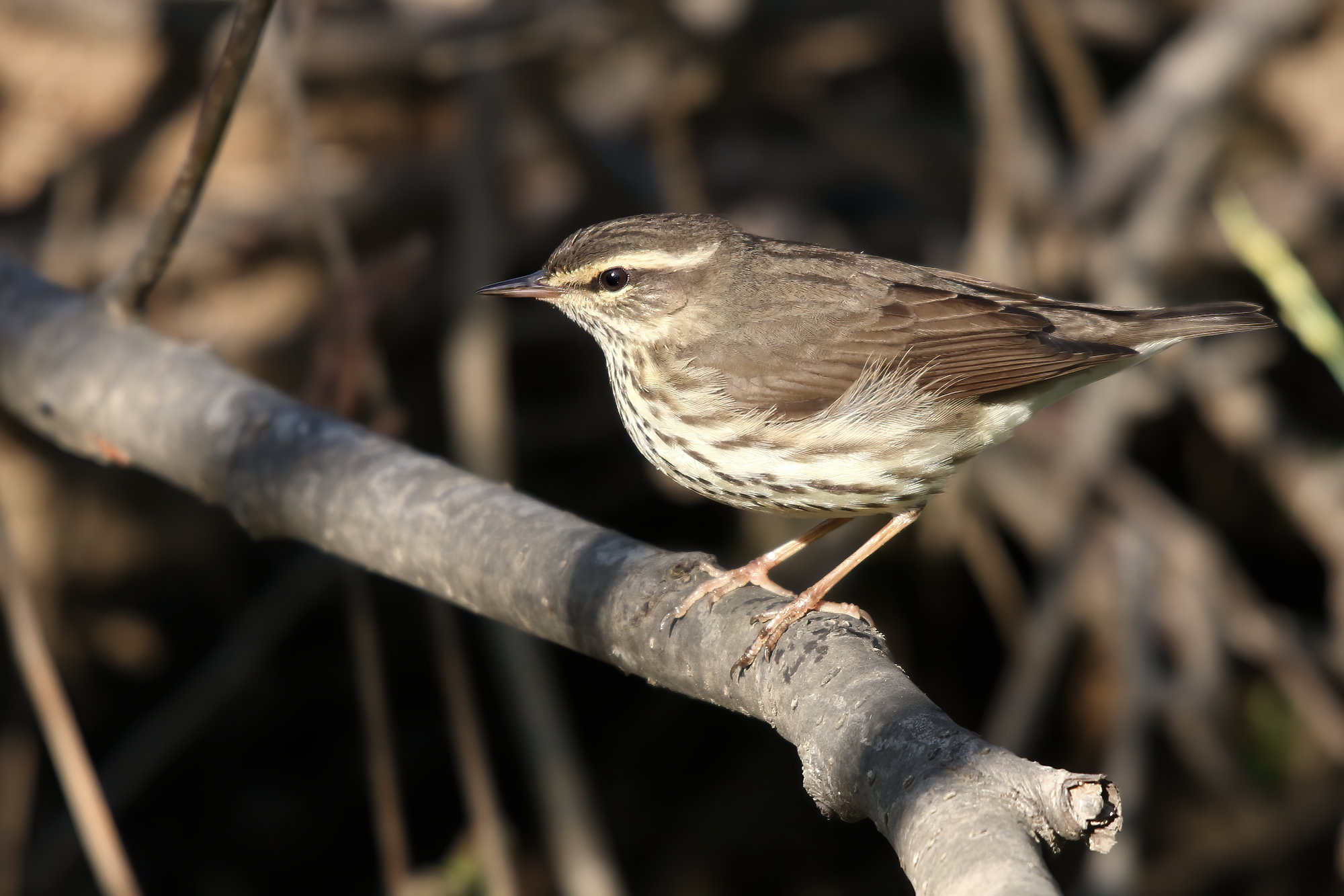 A northern waterthrush perched on a branch, dark olive-brown above with a narrow buff eyebrow and dense dark streaks on its pale yellowish breast.