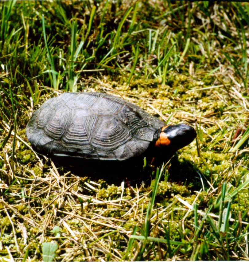 A bog turtle among moss and grass, small and dark-shelled, with a bright orange blotch on the side of its head.