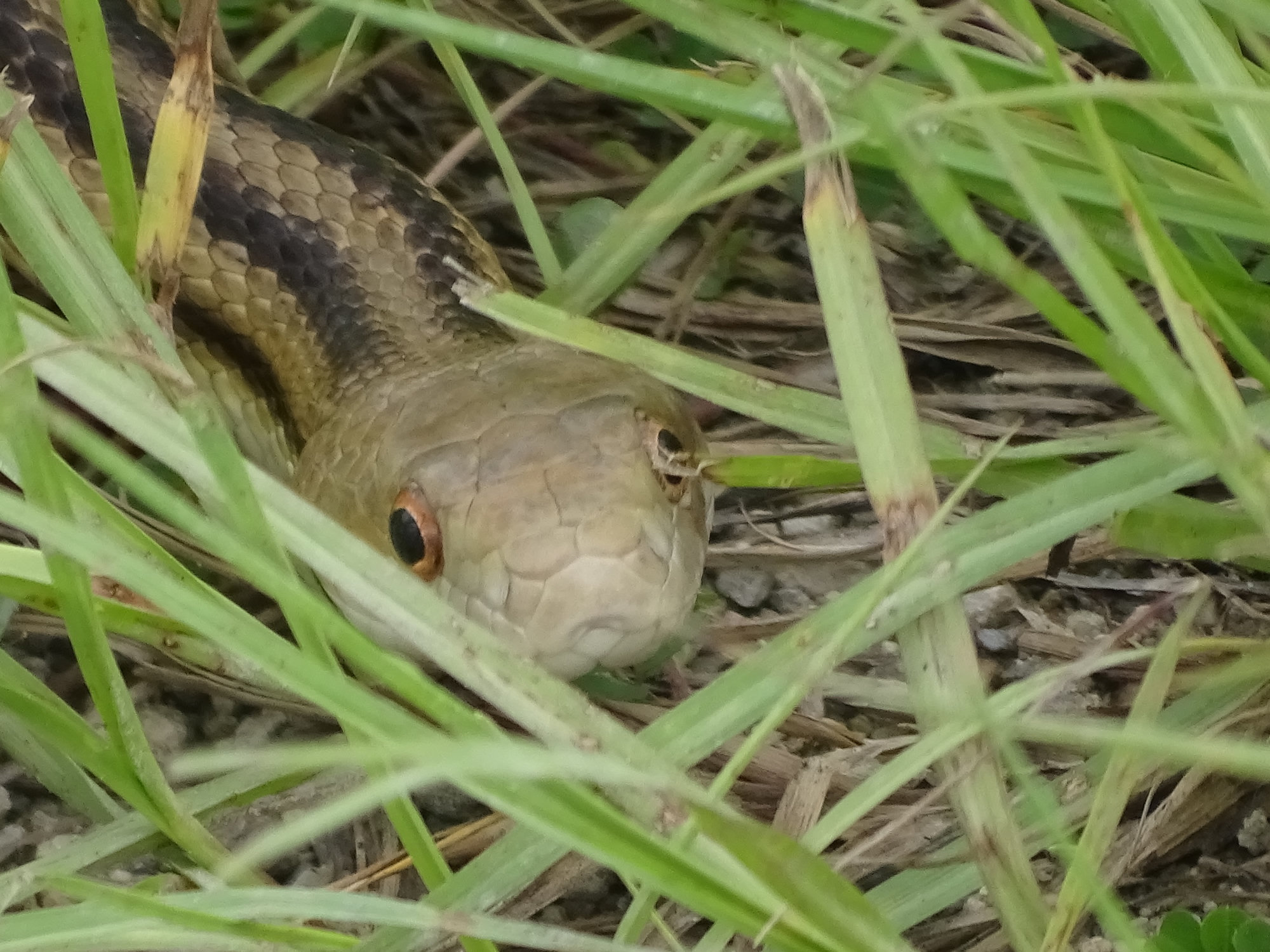 An eastern ratsnake peering out of green grass, its yellowish body marked with long dark stripes.