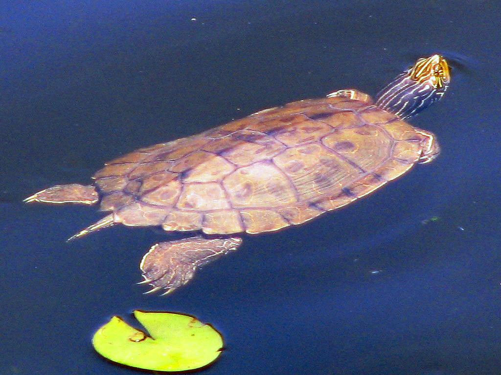 A northern map turtle swimming at the surface, its olive shell traced with fine, map-like lines.