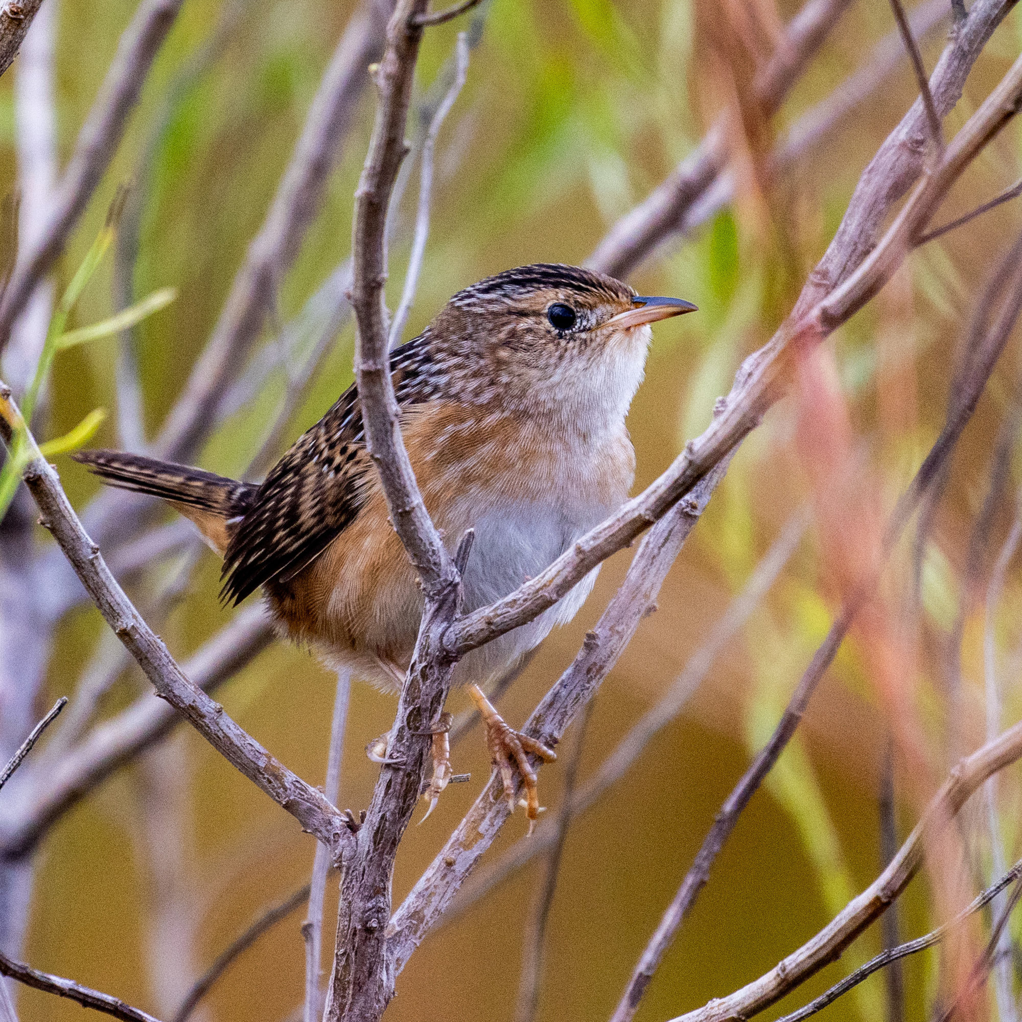 A sedge wren perched on a thin stem, a tiny, pale buff wren with a finely streaked crown and back and a short, cocked tail.