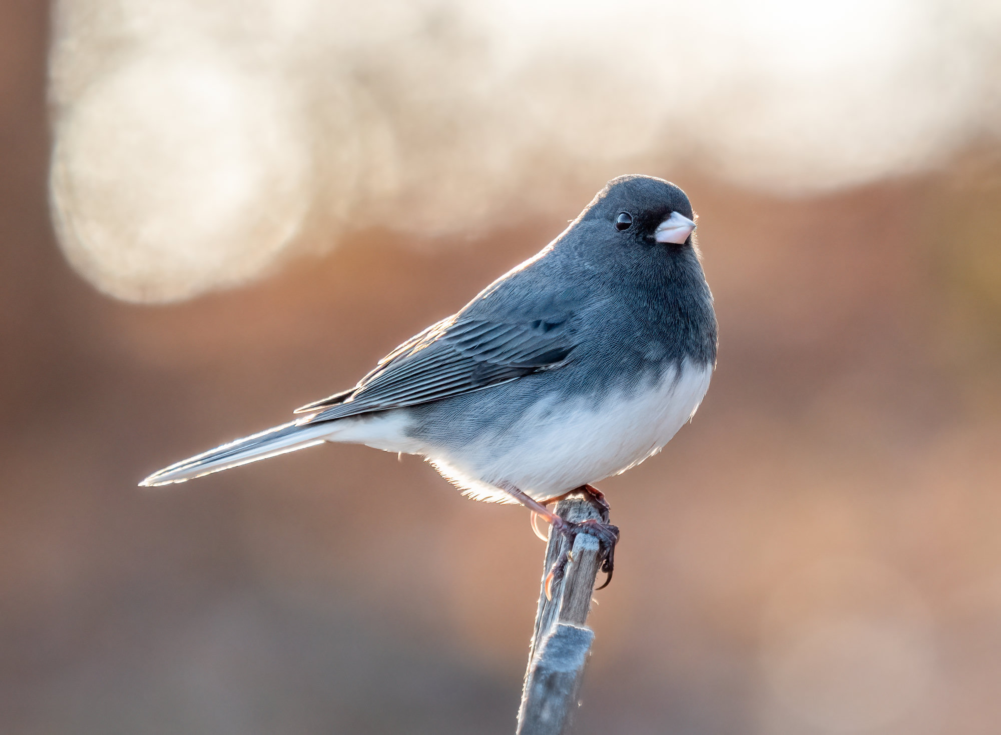 A slate-colored dark-eyed junco perched on a stick, dark slate-grey above with a white belly and a pale pink bill.