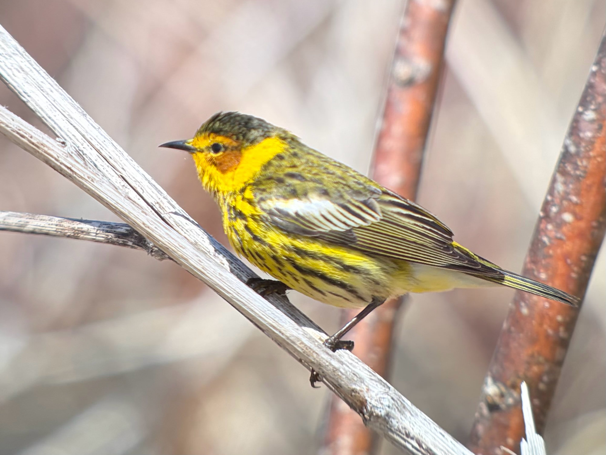 A male Cape May warbler perched on a branch, yellow with heavy black streaks on its breast, a chestnut cheek patch and a large white patch on its wing.