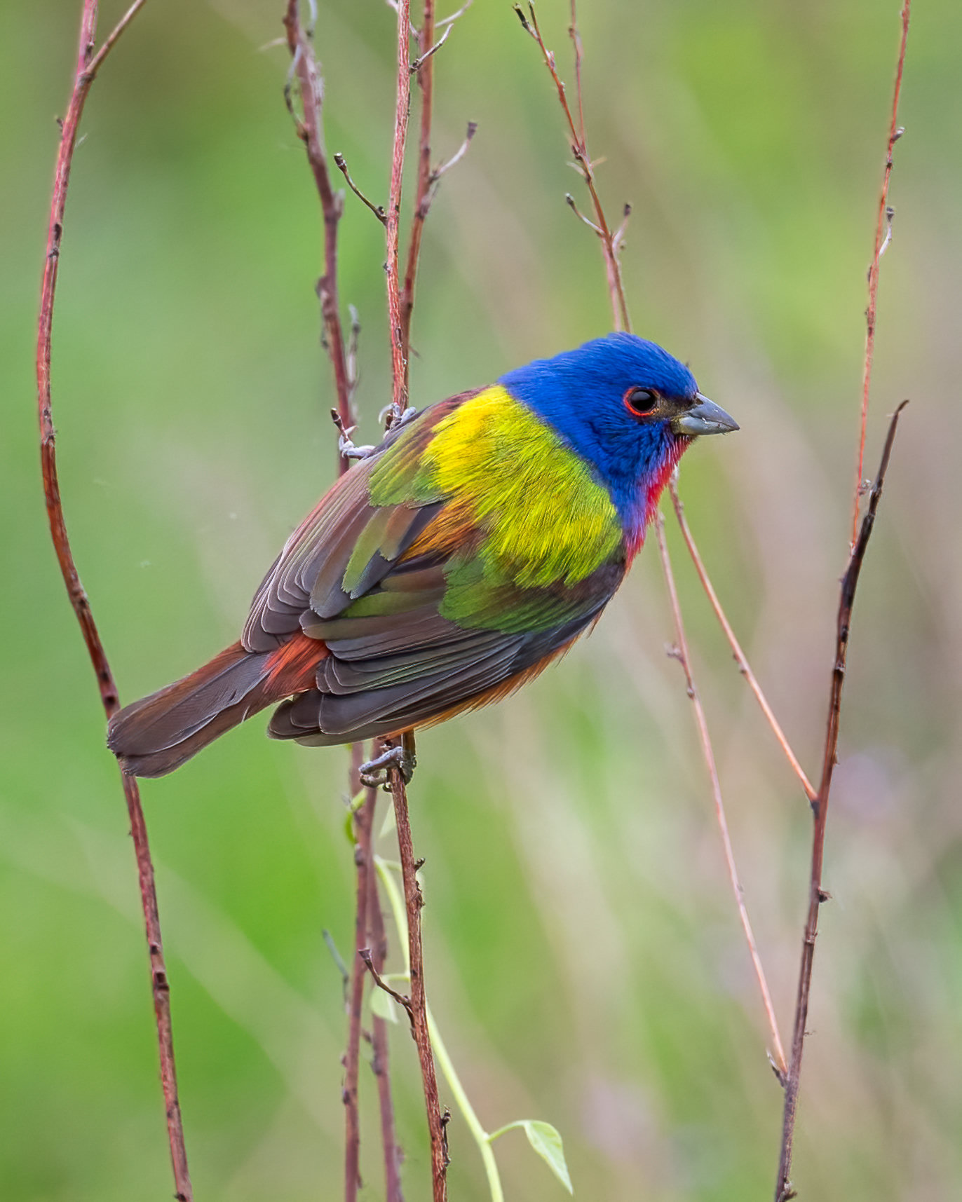 A male painted bunting clinging to a thin stem, with a blue-violet head, a bright yellow-green back and red underparts and eye-ring.