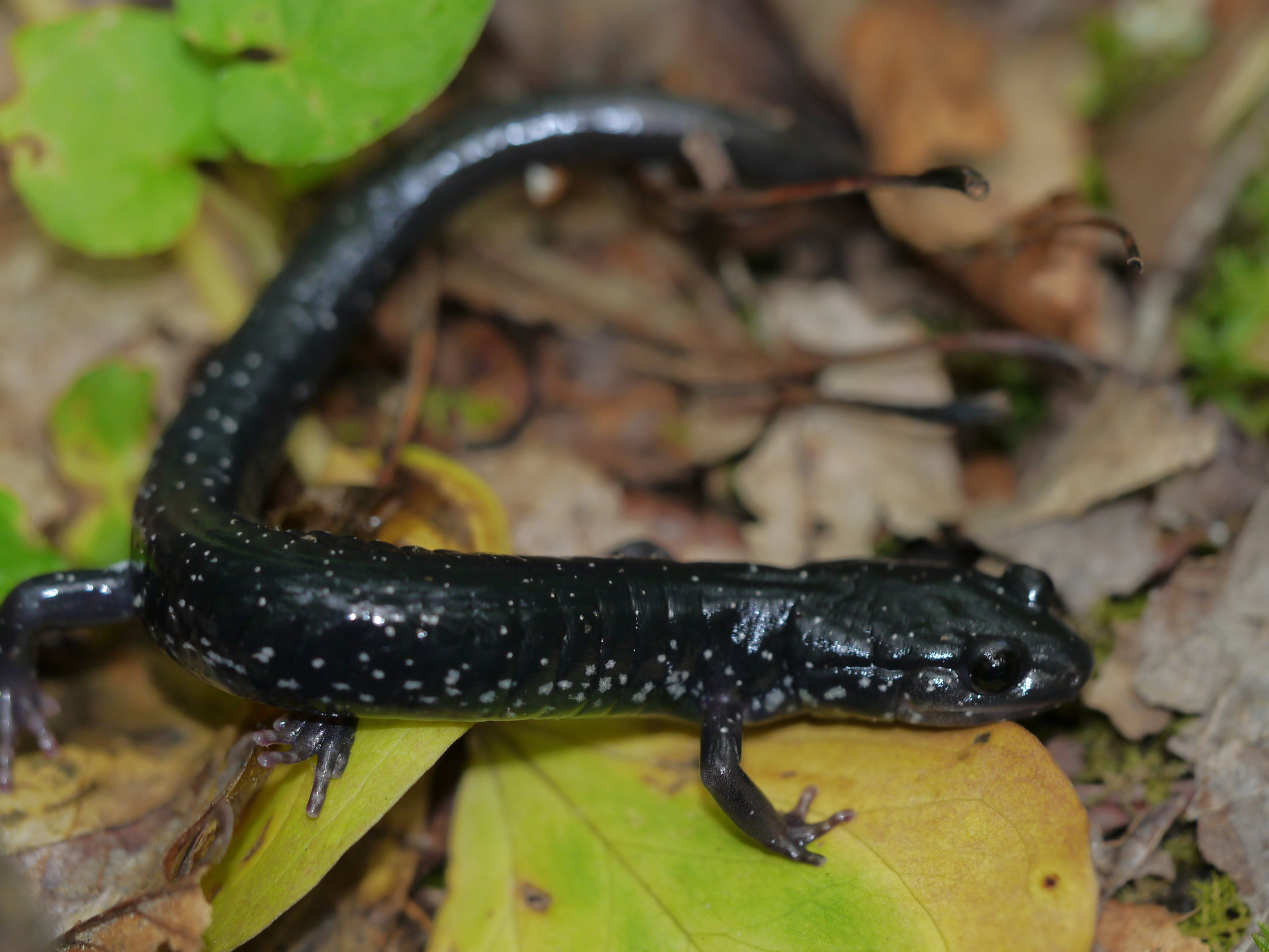 A southern Appalachian salamander among leaves, glossy black with small white spots scattered along its sides.