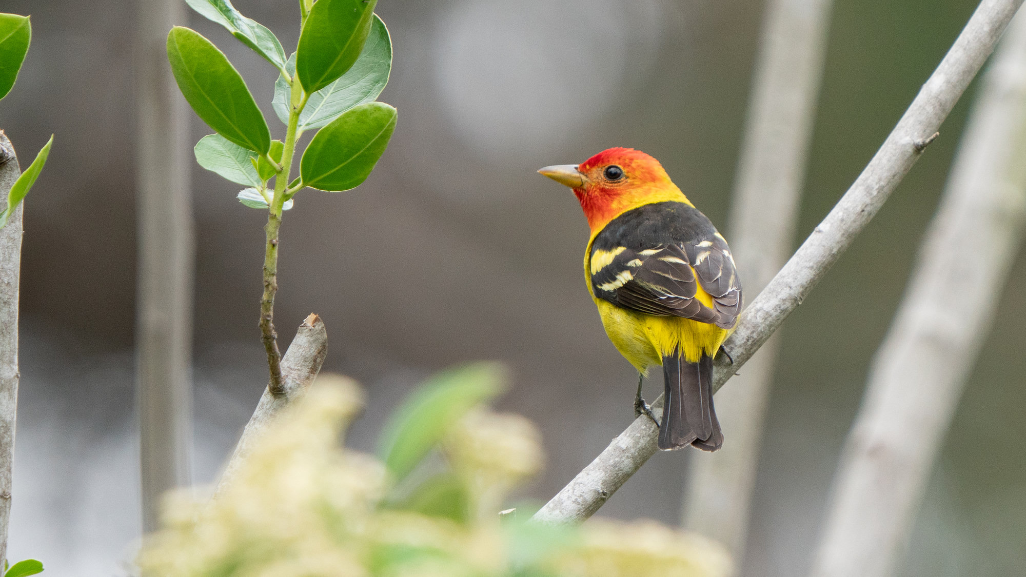 A male western tanager perched on a twig, bright yellow with a red-orange head, a black back and black wings with yellow and white bars.