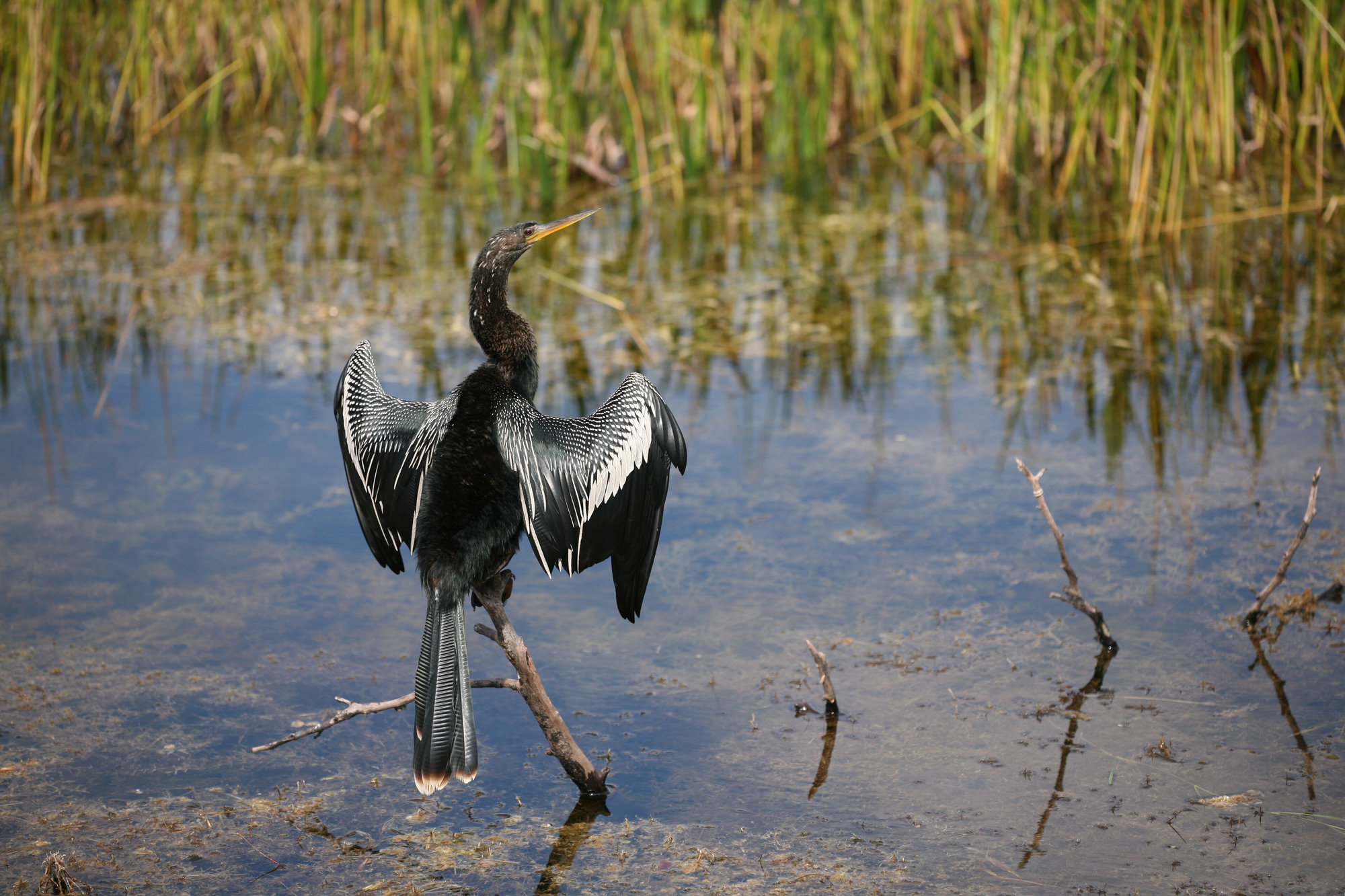 An anhinga standing in a shallow marsh with its wings held open to dry, black with bold silvery-white streaks across the back and wings.