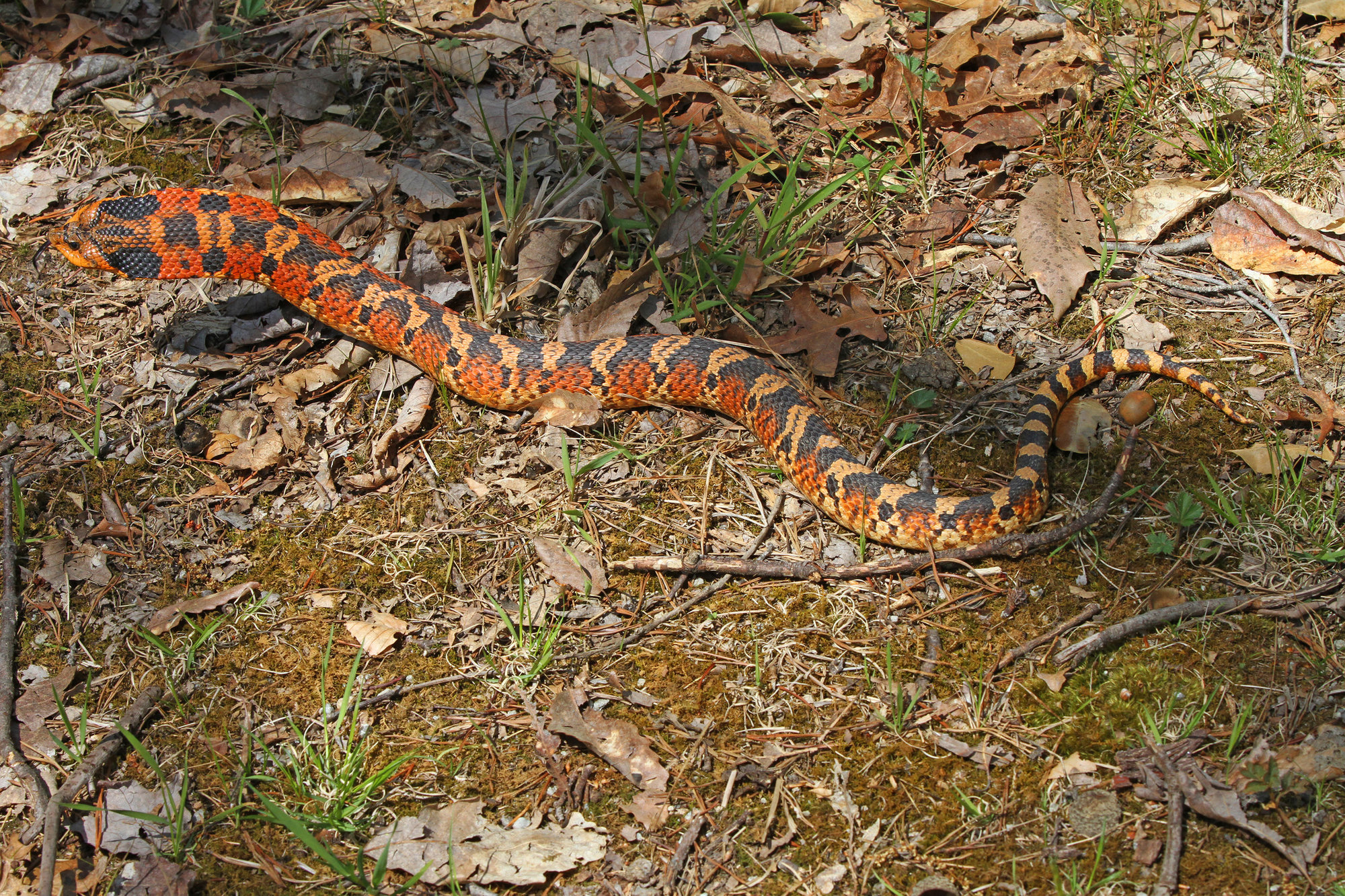 An eastern hognose snake moving through leaf litter, patterned in bold orange and black blotches.