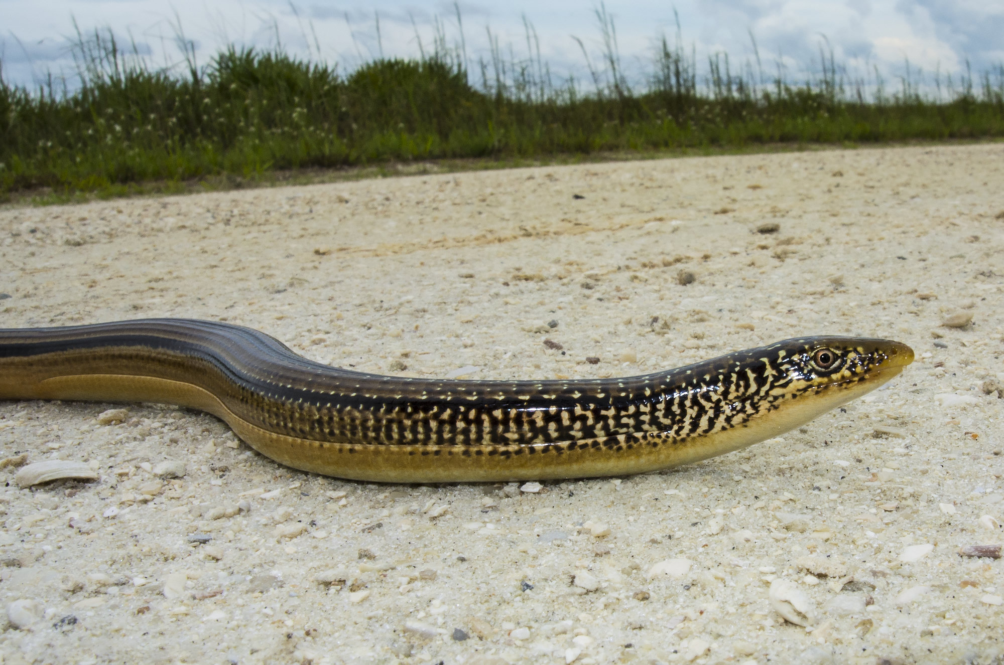 An island glass lizard crossing pale sand, legless and slender, speckled with dark spots along its brown back.