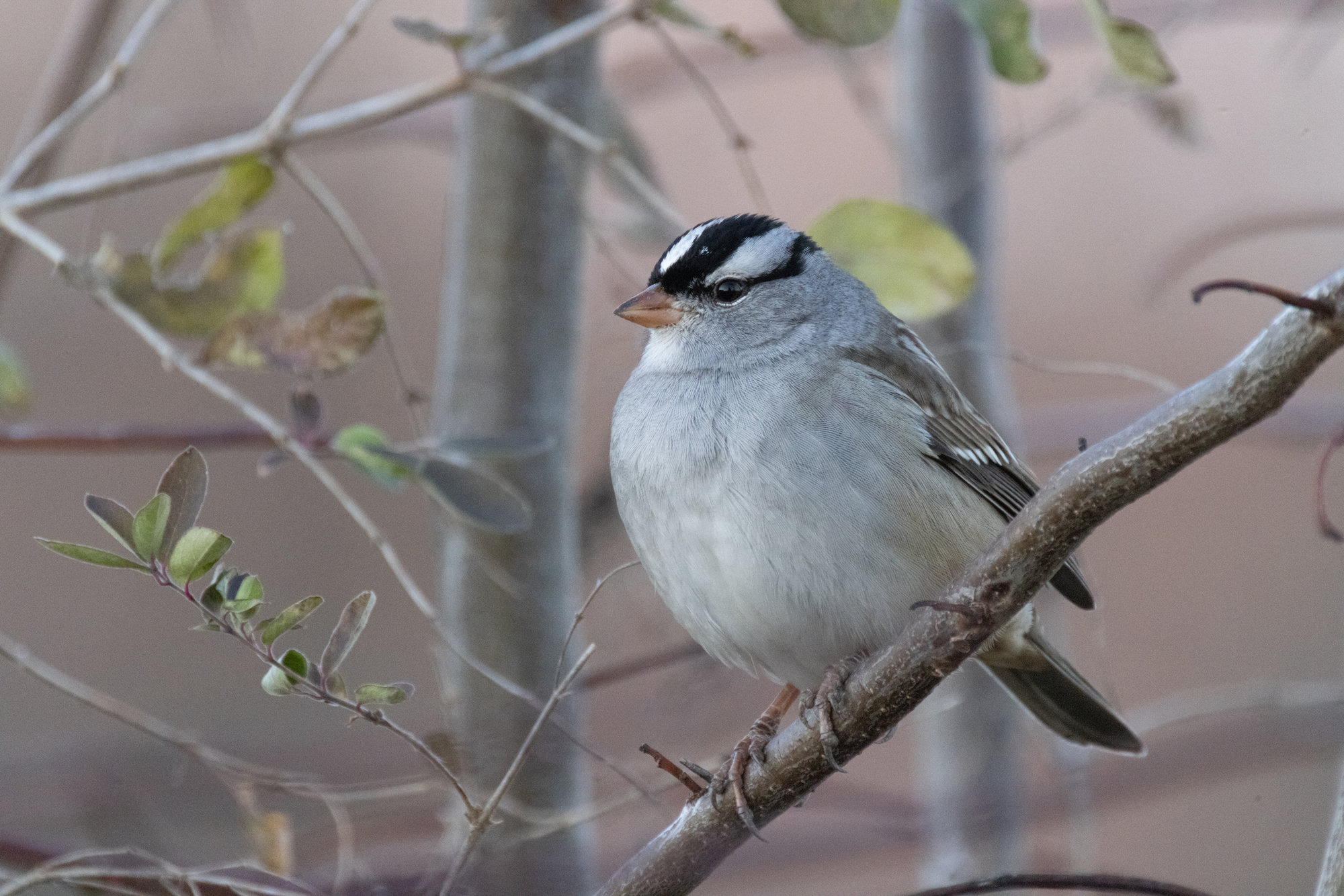 An adult white-crowned sparrow perched on a branch, with bold black-and-white crown stripes, a clean grey face and breast and a pinkish bill.