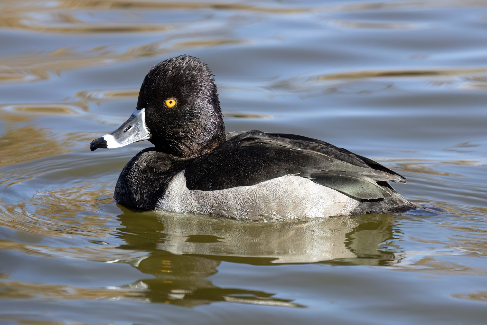 A male ring-necked duck swimming, his black head and back, grey sides and white-ringed bill crisp in sunlight.