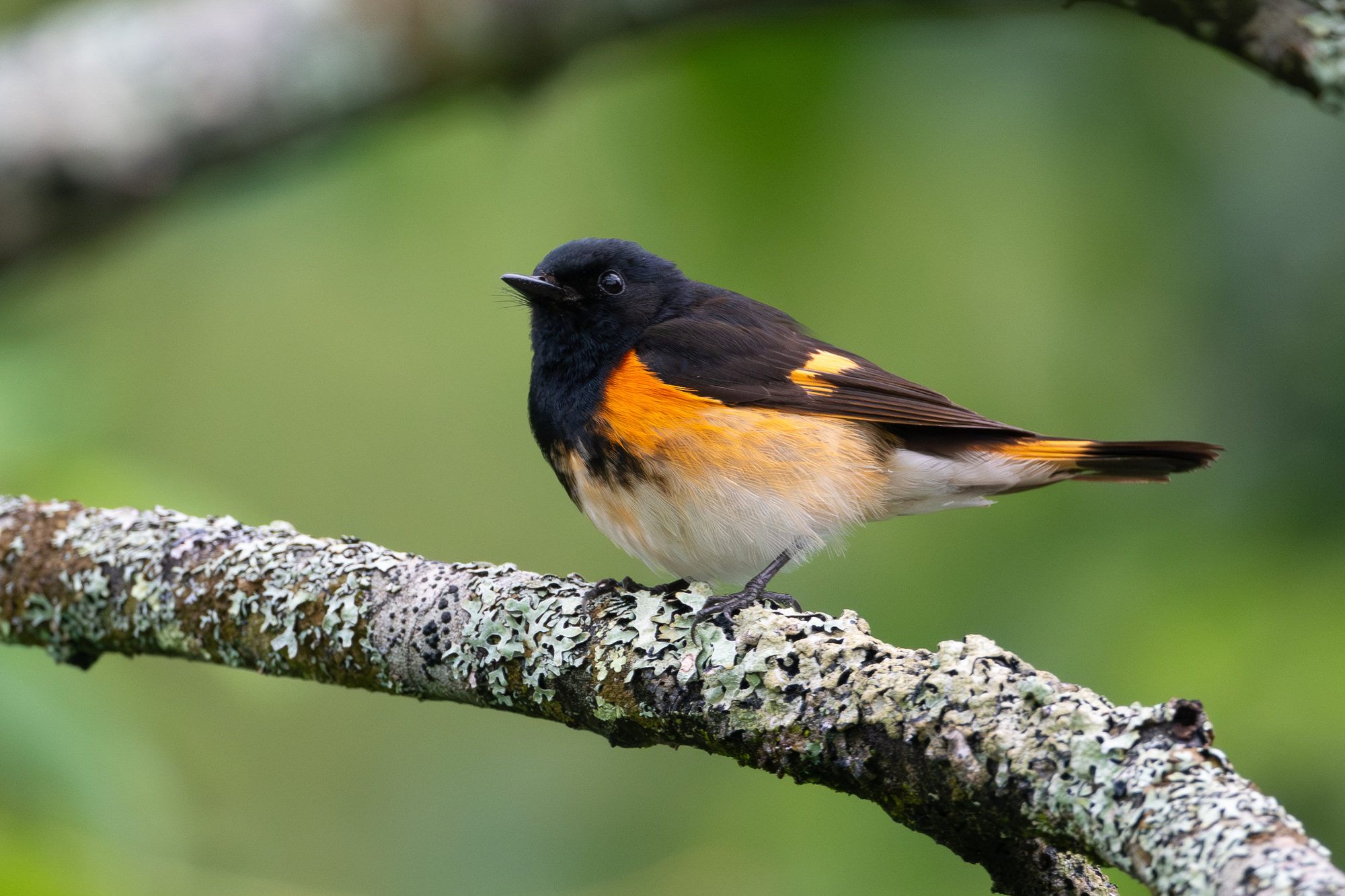 A male American redstart perched on a lichen-covered branch, black with bright orange patches on its sides, wings and tail and a white belly.