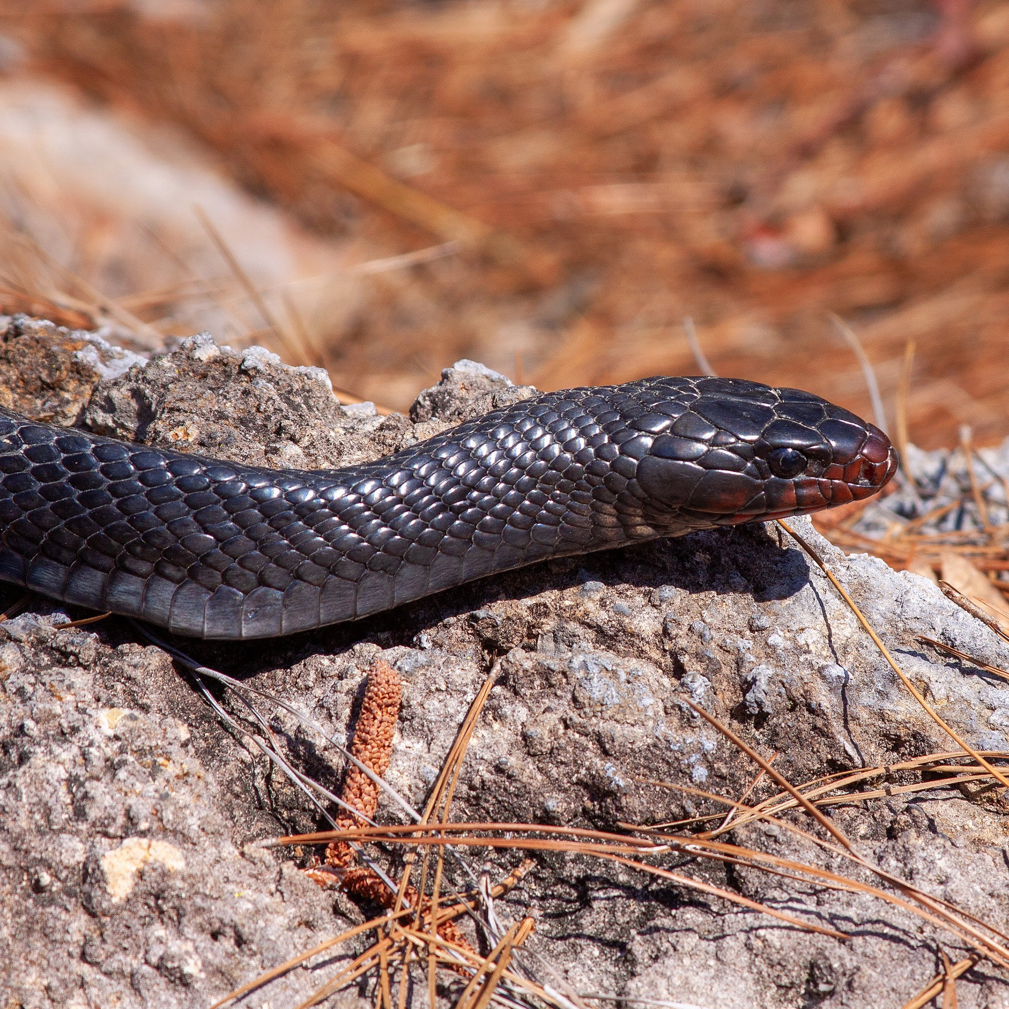 An eastern indigo snake resting on a sandy log in Georgia pinewoods, its glossy blue-black scales catching the light and its chin reddish.