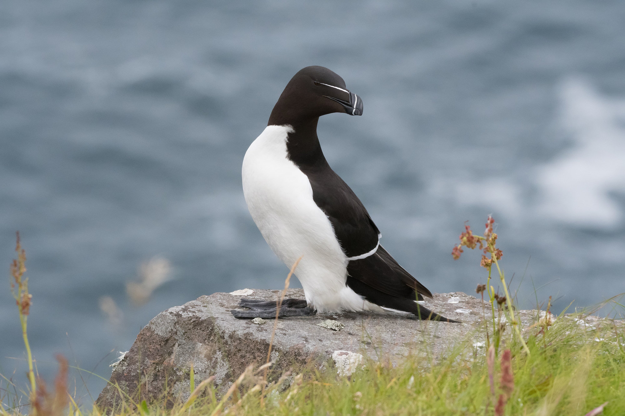 A razorbill standing upright on a coastal rock, its black-and-white plumage and thick, white-lined bill in profile.