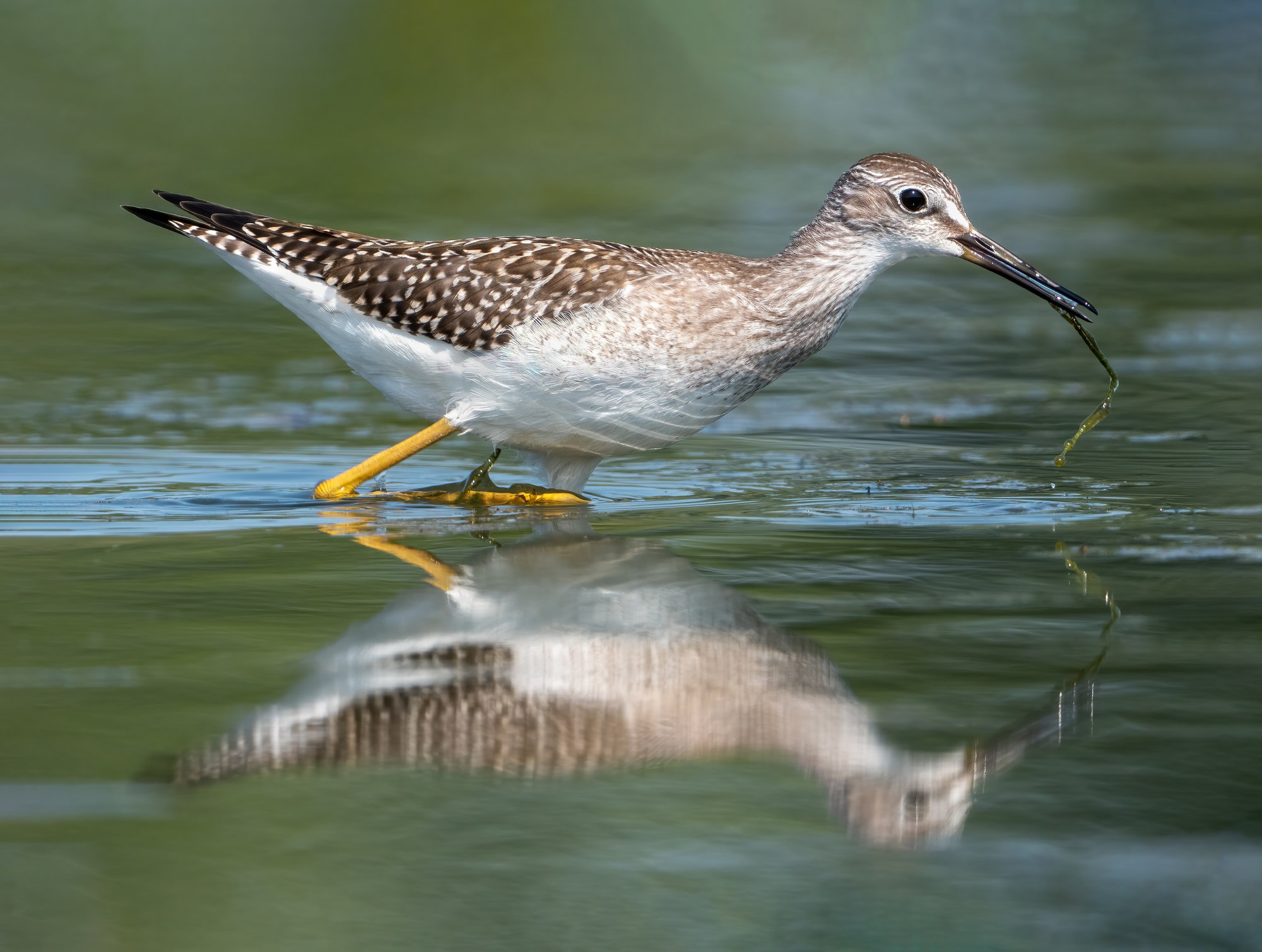 A lesser yellowlegs wading through shallow water, its bright yellow legs and speckled grey back mirrored on the surface.
