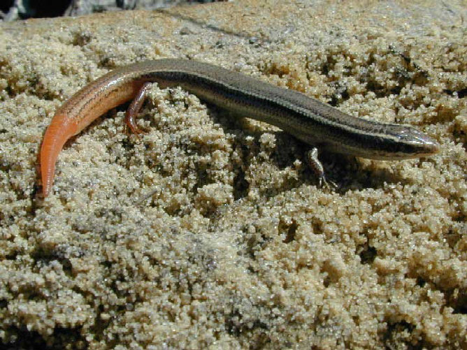 A mole skink on sandy ground, slim and brown with pale stripes, its tail bright orange-red.
