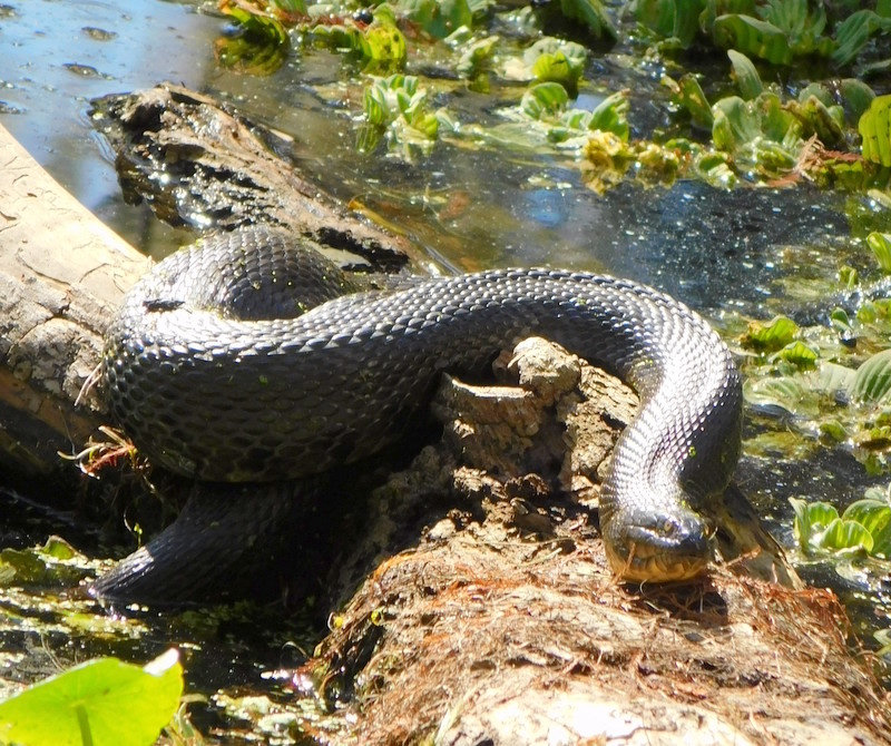 A Florida green watersnake coiled on a log at the water's edge, dark olive-green with a pale chin.