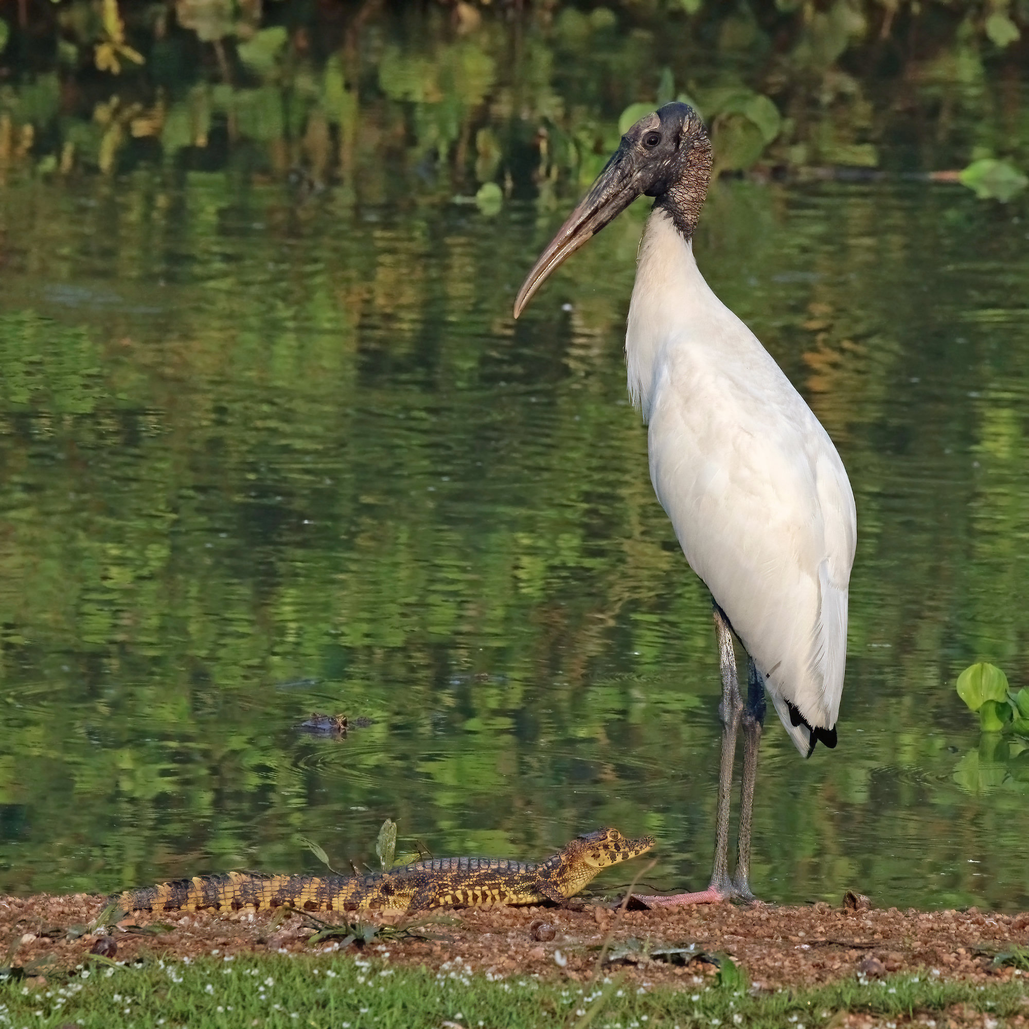 A wood stork standing at the edge of a swamp pond, its bare grey head, heavy down-curved bill and white body in profile.