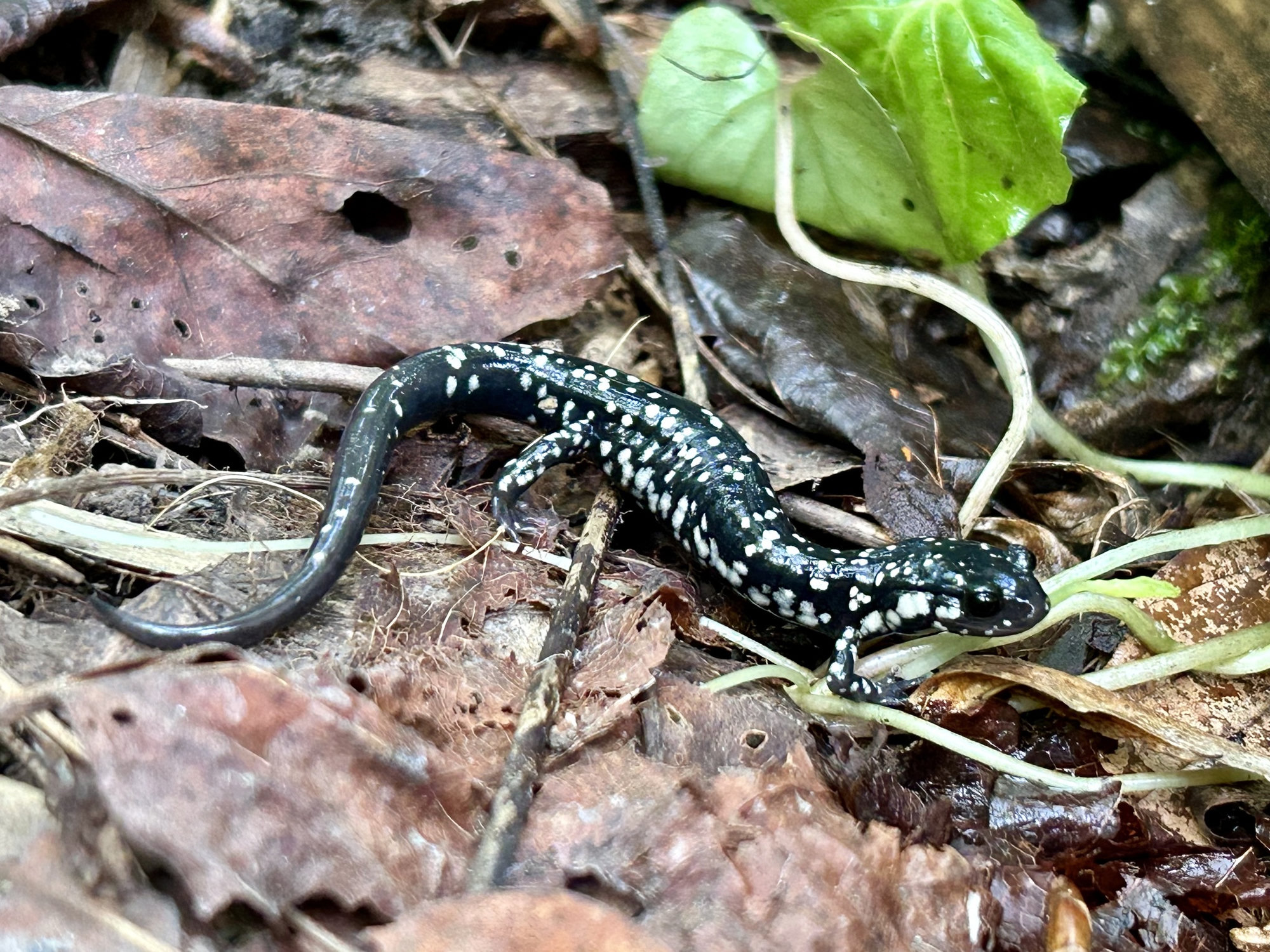 A northern slimy salamander crawling through damp leaf litter, shiny black and flecked with silver-white spots.