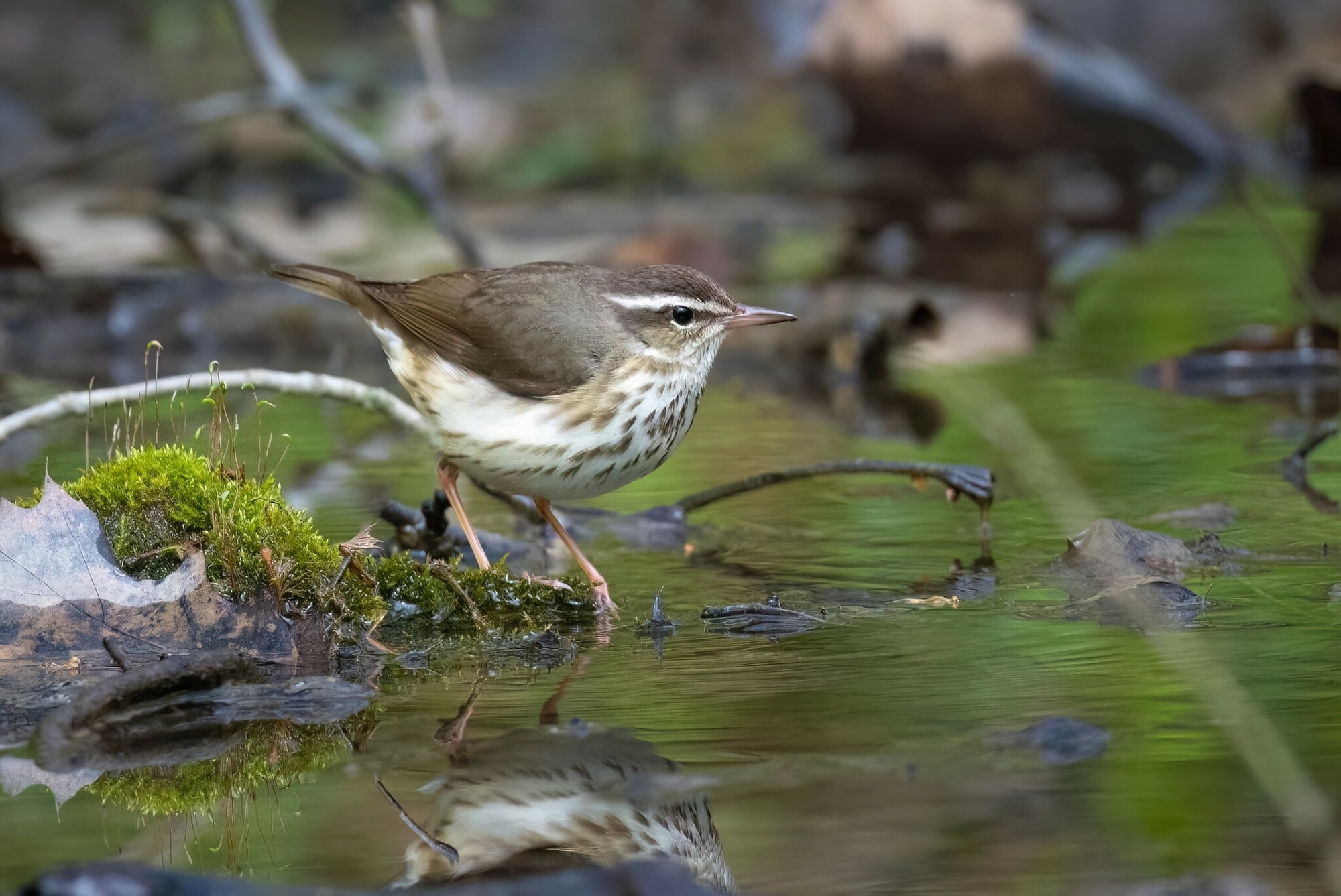 A Louisiana waterthrush standing on a mossy rock at the edge of a woodland stream, brown above with a bold white eyebrow that flares behind the eye and dark streaks on its white breast.
