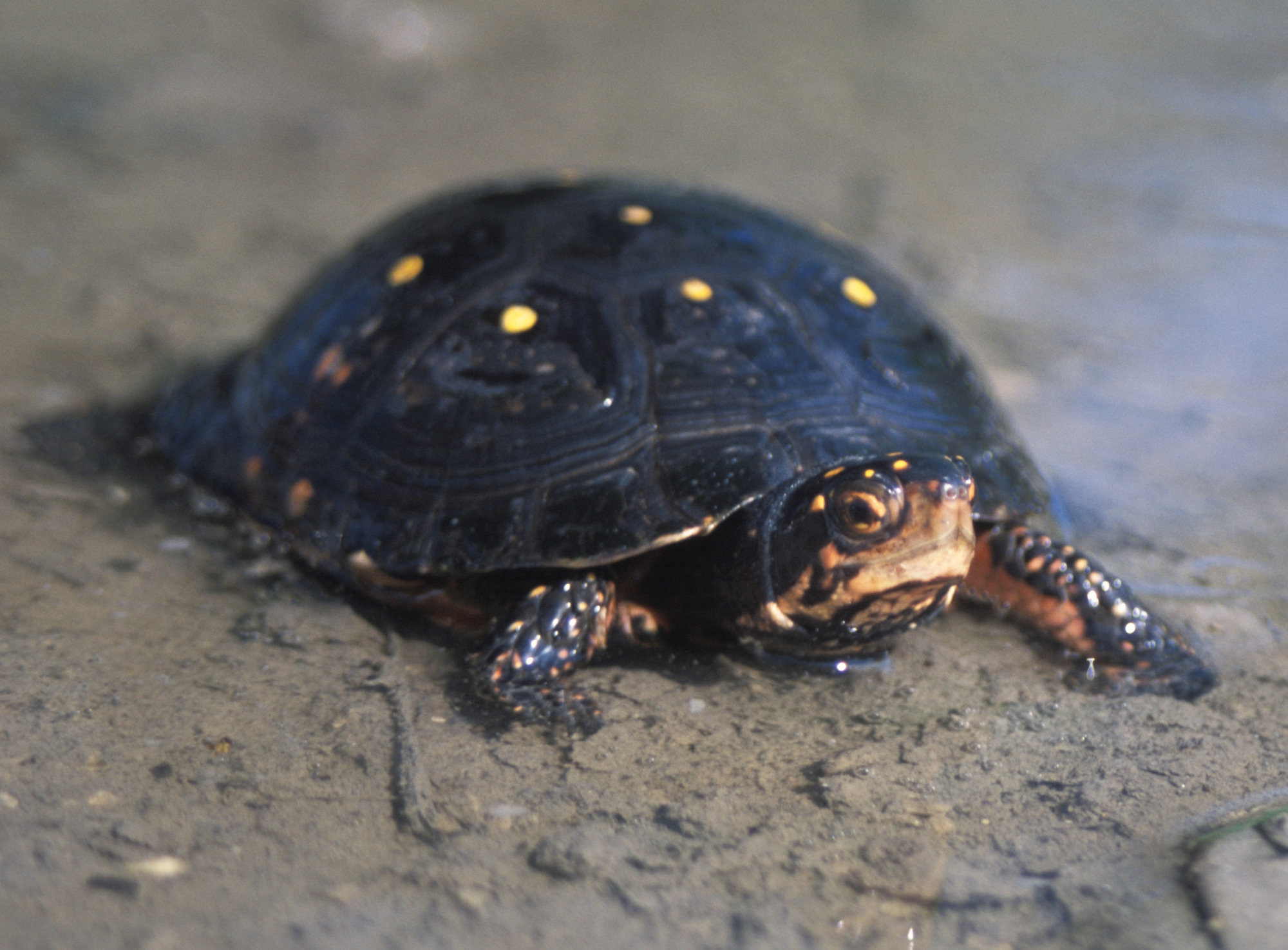 A spotted turtle at the edge of a pond, its black shell scattered with small yellow spots.