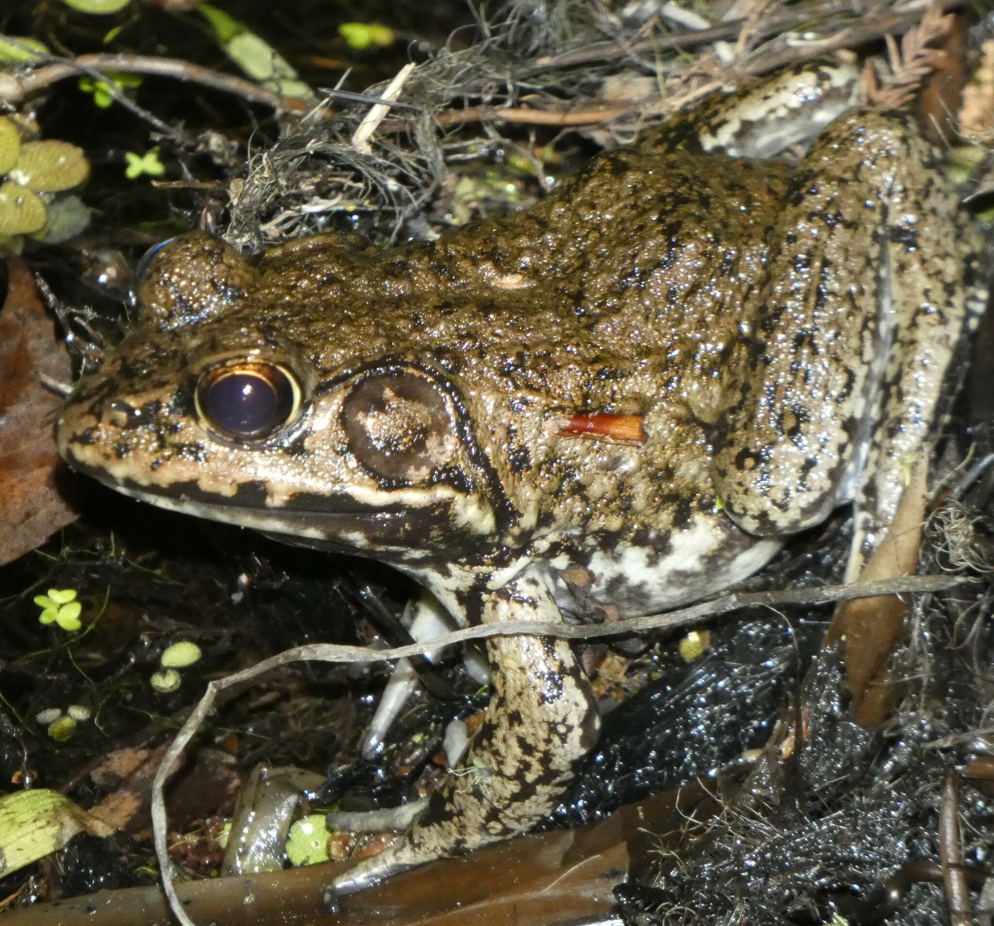 A river frog crouched among wet debris, dark and warty with pale spots on its lips and a large eardrum.
