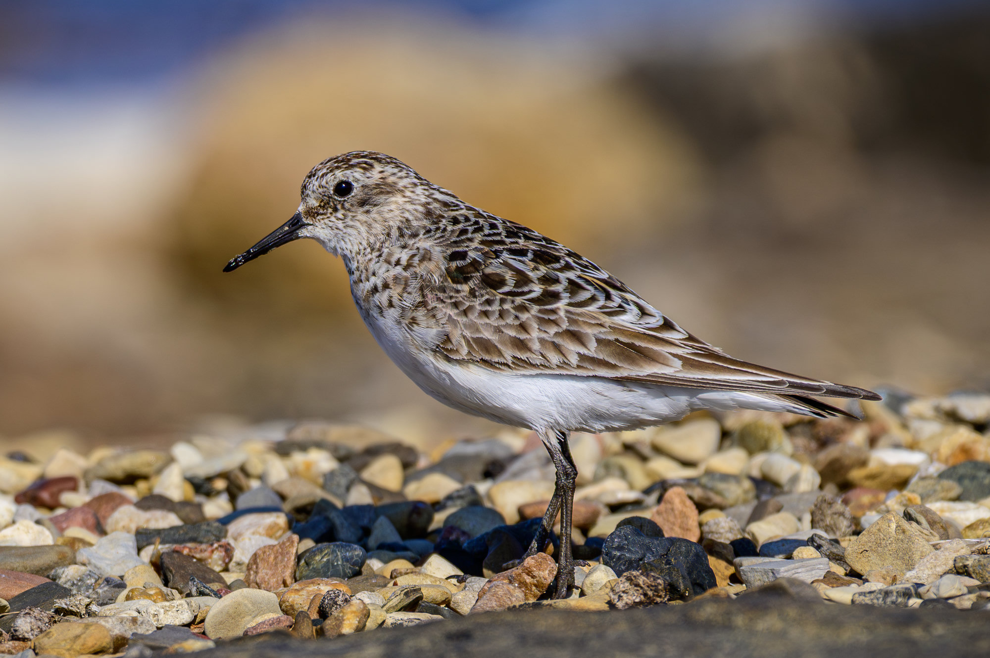 A Baird's sandpiper standing on pebbles, its buff breast and scaly brown back crisp against a soft background.