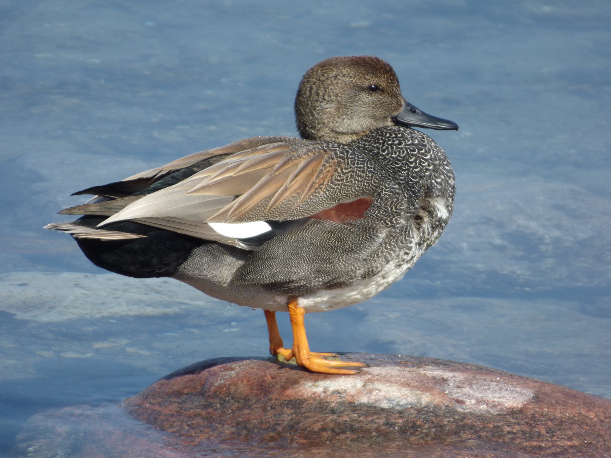 A male gadwall standing on a rock at the water's edge, his finely patterned grey body and orange legs sharp against blue water.