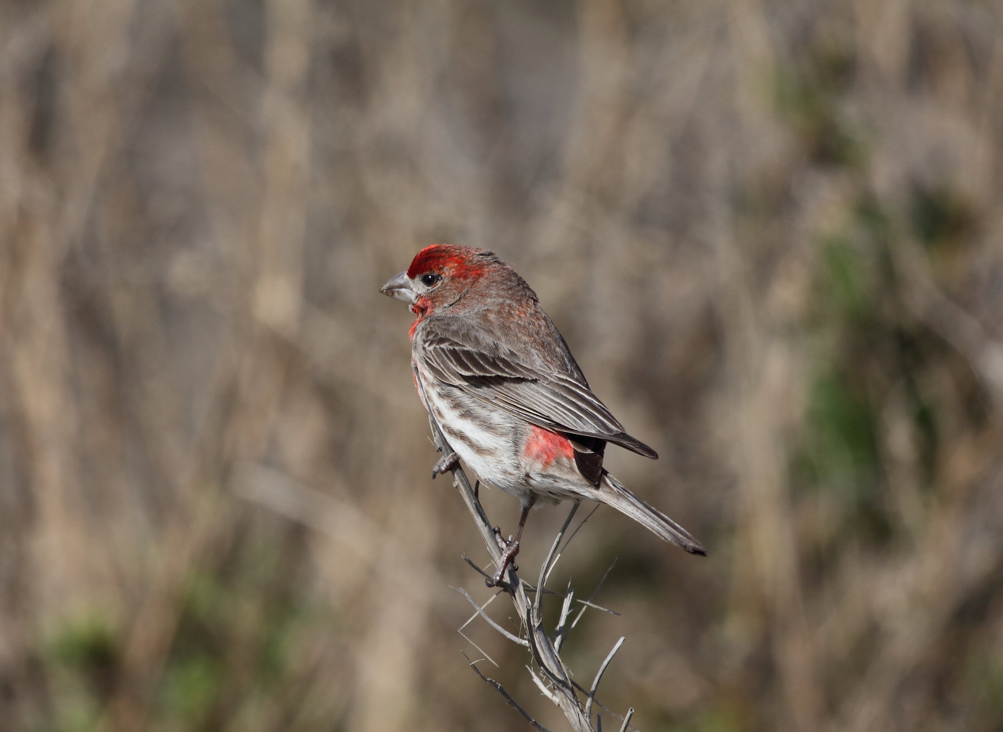 A male house finch perched on a dry stem, streaky brown with a red forehead, eyebrow and breast and a short, curved bill.