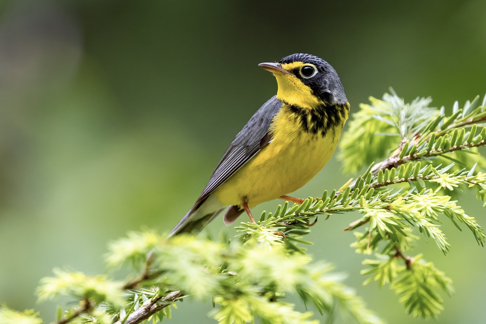 A male Canada warbler perched in a hemlock, blue-grey above with yellow spectacles, a yellow throat and belly and a necklace of black streaks across the breast.